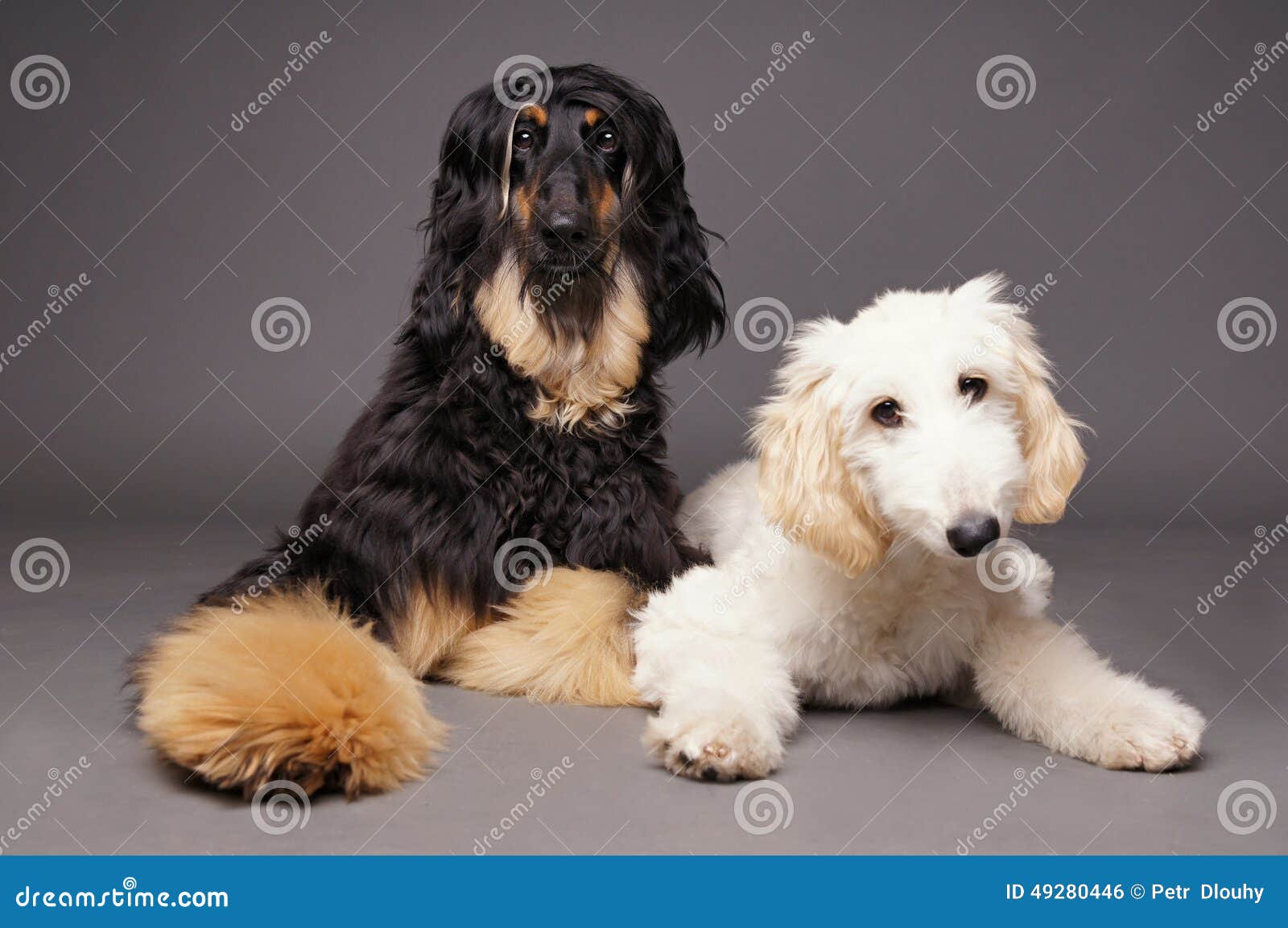 Netter Afghane mit Welpen stockfoto. Bild von schwarzes 49280446