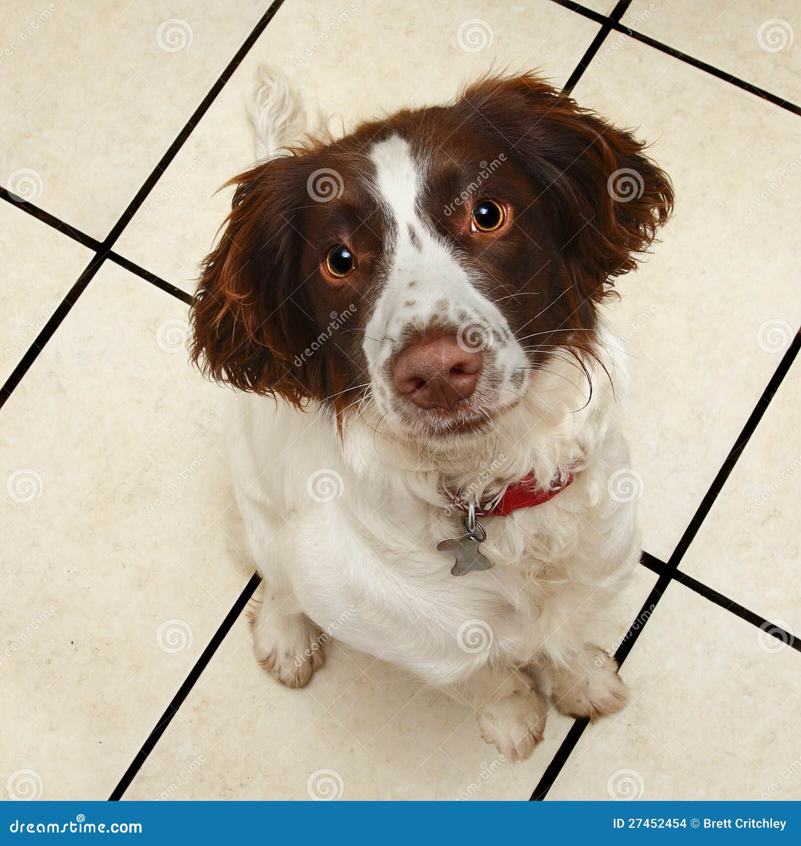 Netter Ergebener Sitzender Hund Stockfoto - Bild von sitzung, englisch