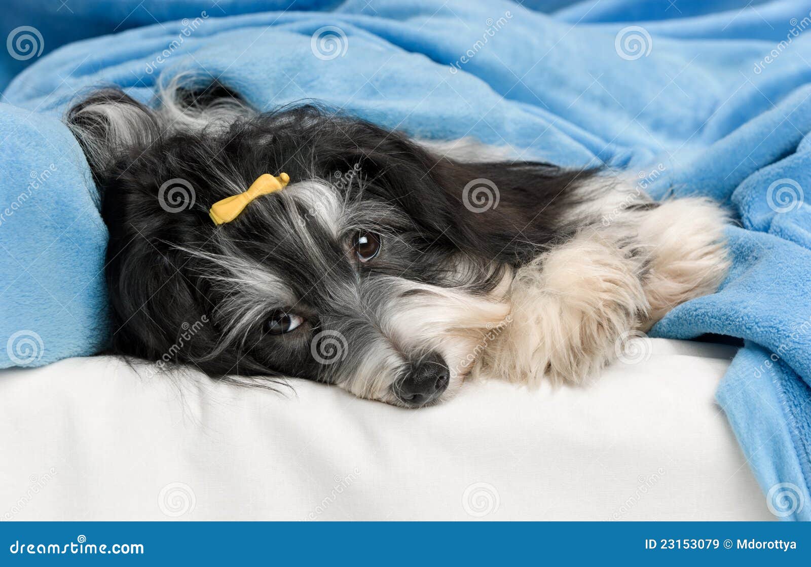 Netter Havanese Hund Im Bett Stockbild Bild von decke, lustig 23153079