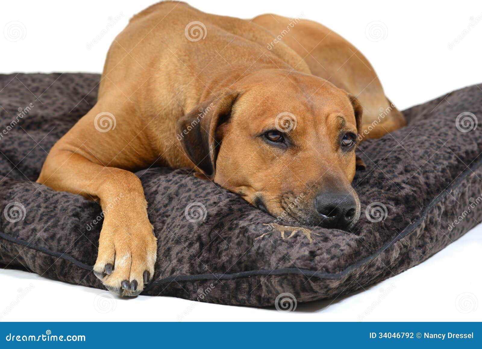 Netter Hund Auf Seinem Bett Stockfoto Bild von warnung, alleine 34046792