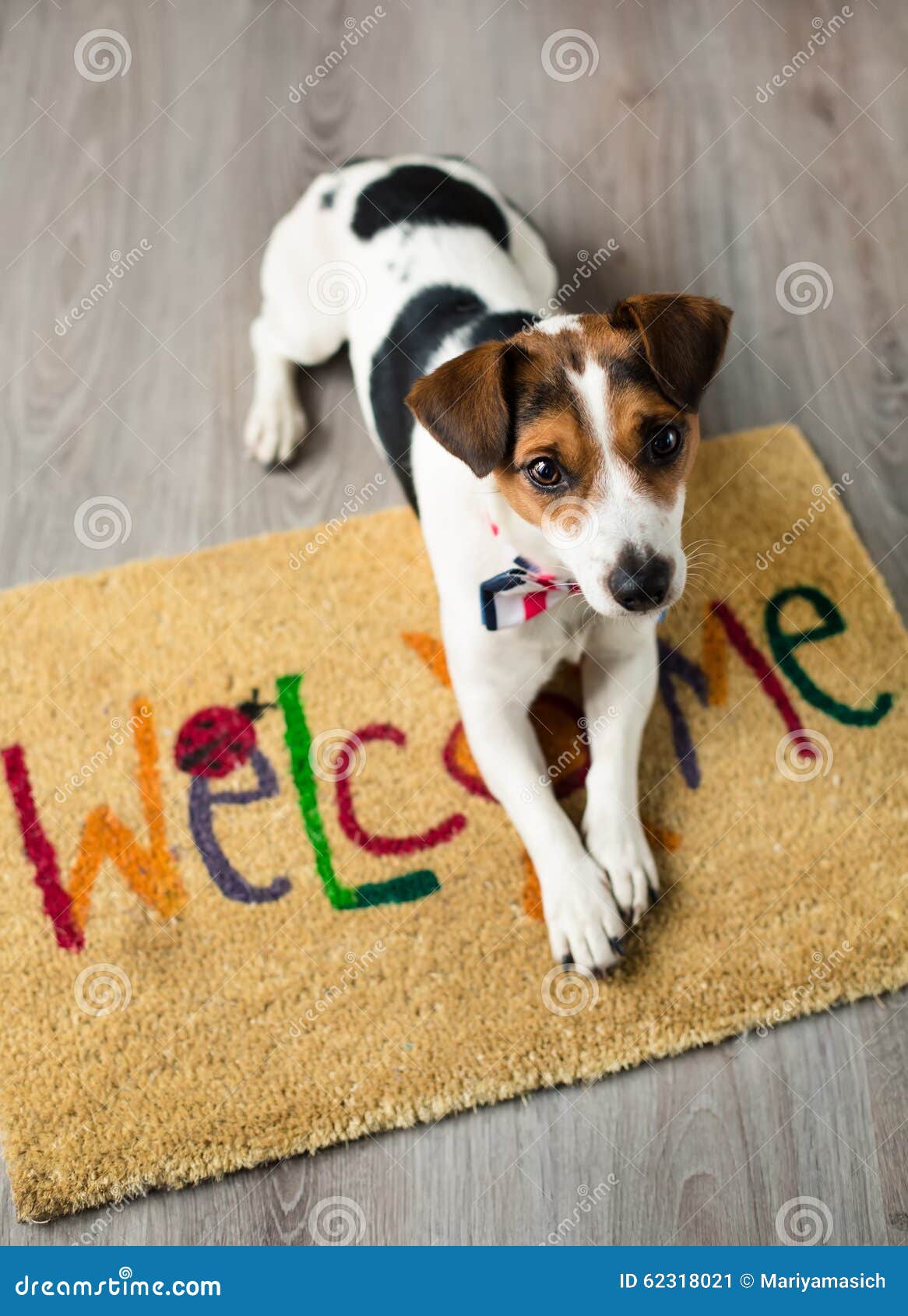 Netter Hund, Der Auf Dem Teppich Aufwirft Stockbild Bild von nett