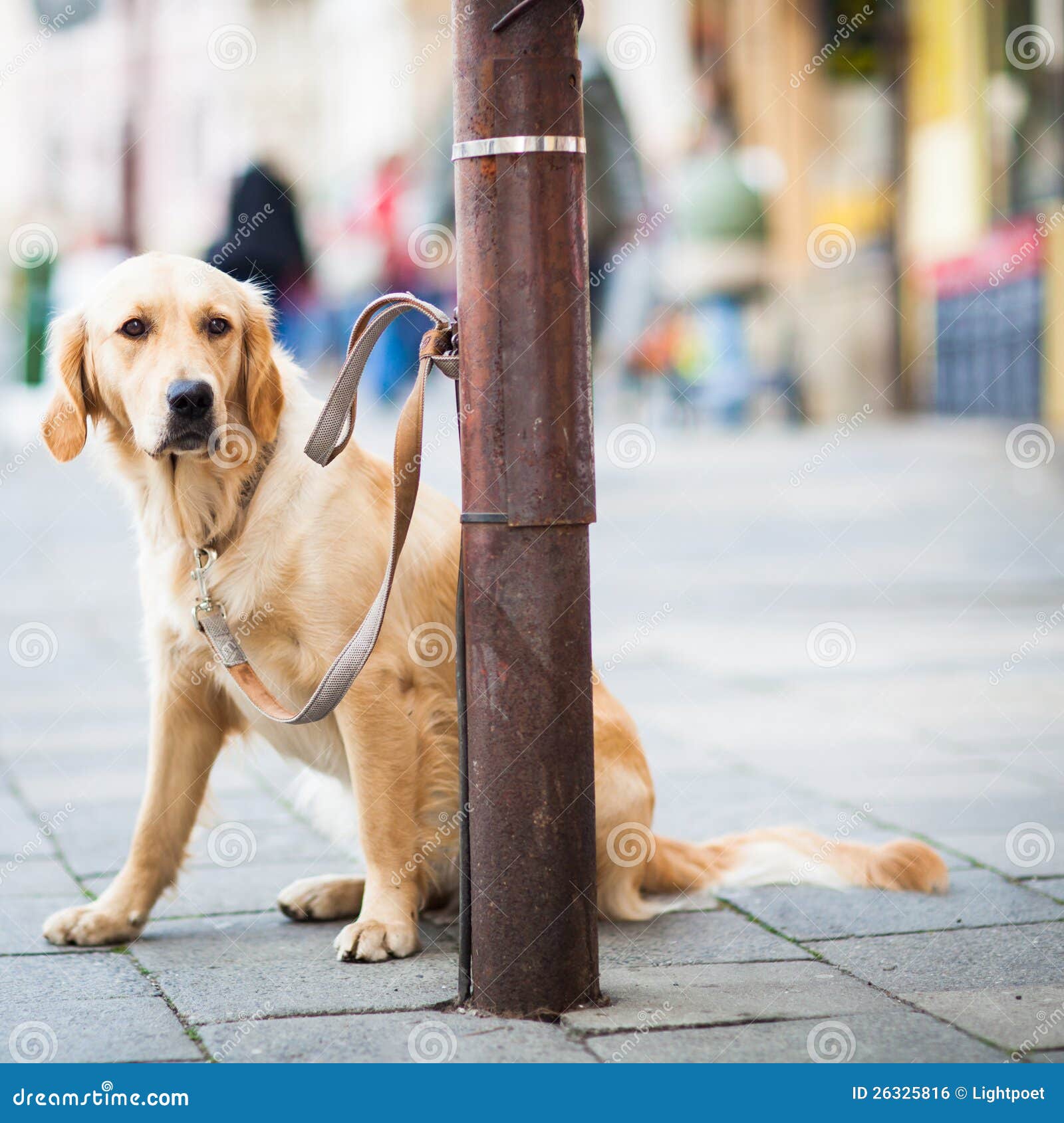 Netter Hund, Der Geduldig Auf Sein Original Wartet Stockfoto Bild von