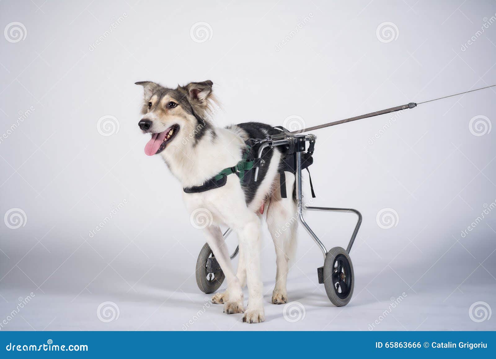Netter Hund im Rollstuhl stockfoto. Bild von behindert 65863666