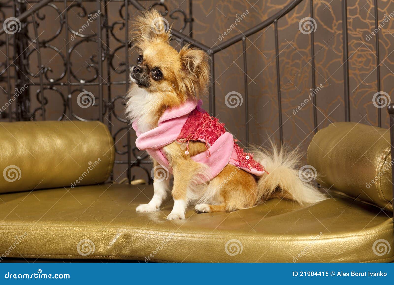 Netter Hund Kleidung einer in der rosaroten Art und Weise. Chihuahua in der roten und rosafarbenen Kleidung einer Art und Weise