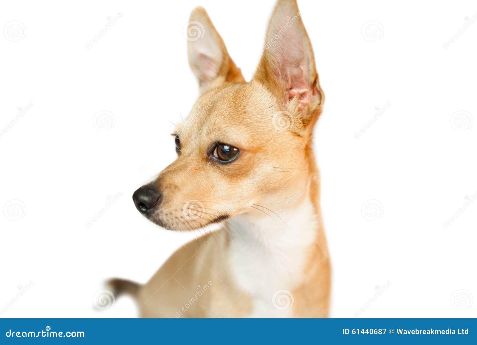 Netter Hund Mit Den Spitzen Ohren Stockbild Bild von welpe, weiß