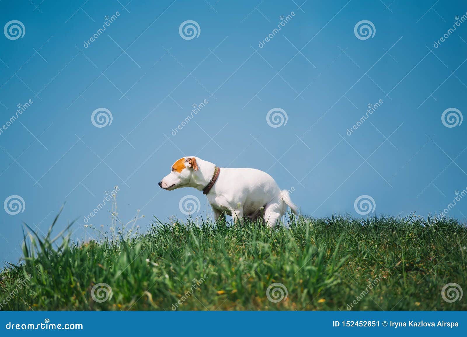 Netter Jack Russell TerrierHund, Der Seine Toilette, Pooping Im Gras