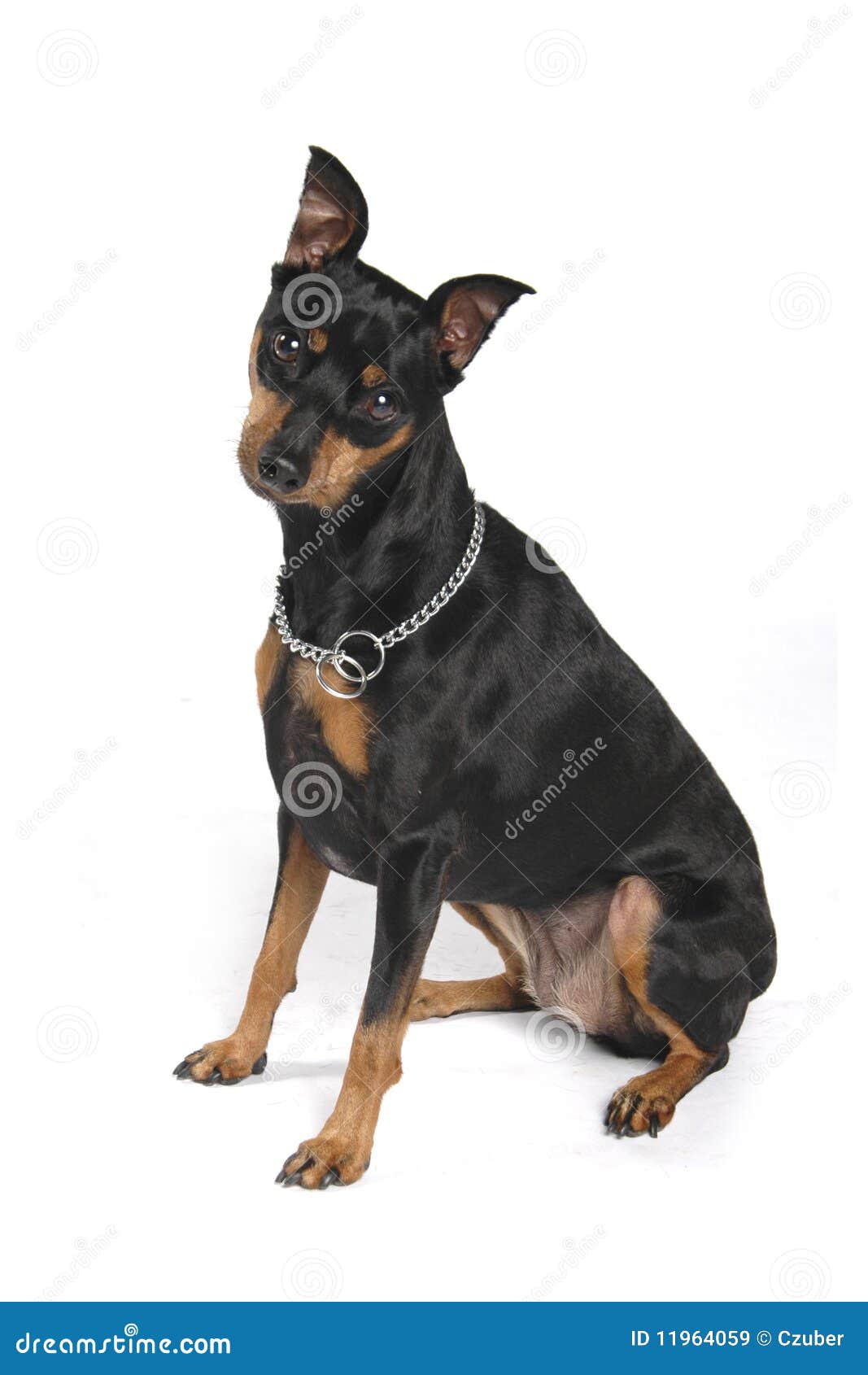 Netter Kleiner Schwarzer Hund Stockbild Bild von chihuahua, stellring