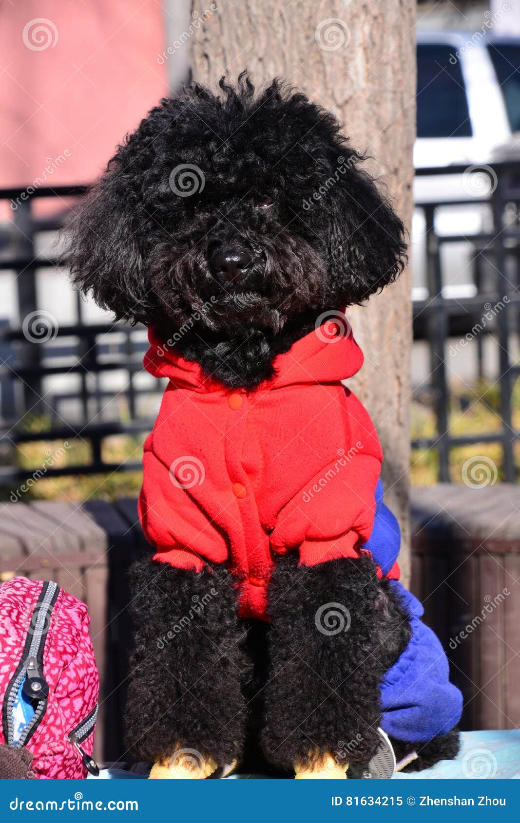 Netter Kleiner Schwarzer Hund Stockbild Bild von gewissenhaft