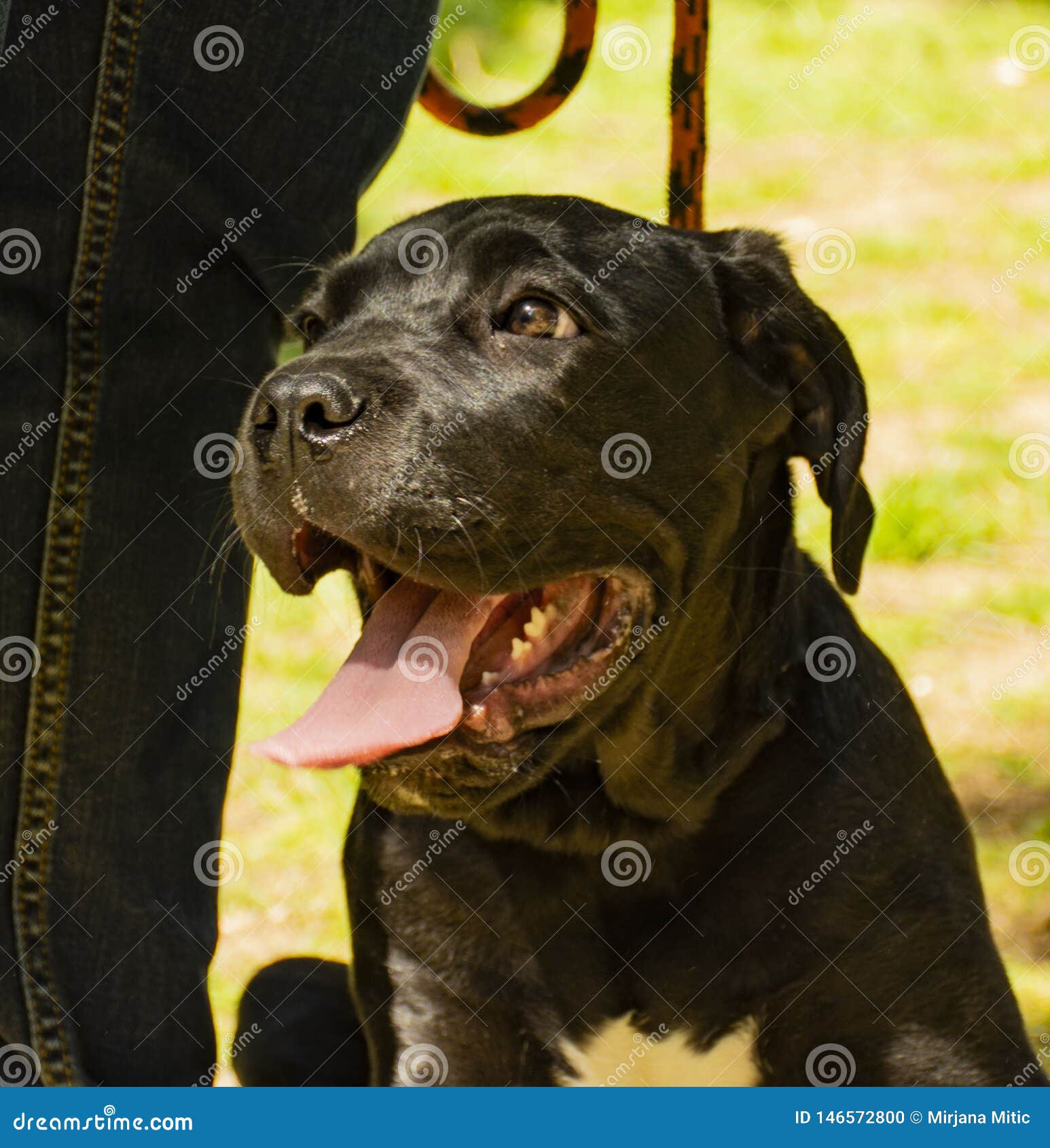 Netter Kleiner Schwarzer Hund Stockfotos und Bilder Laden Sie 185