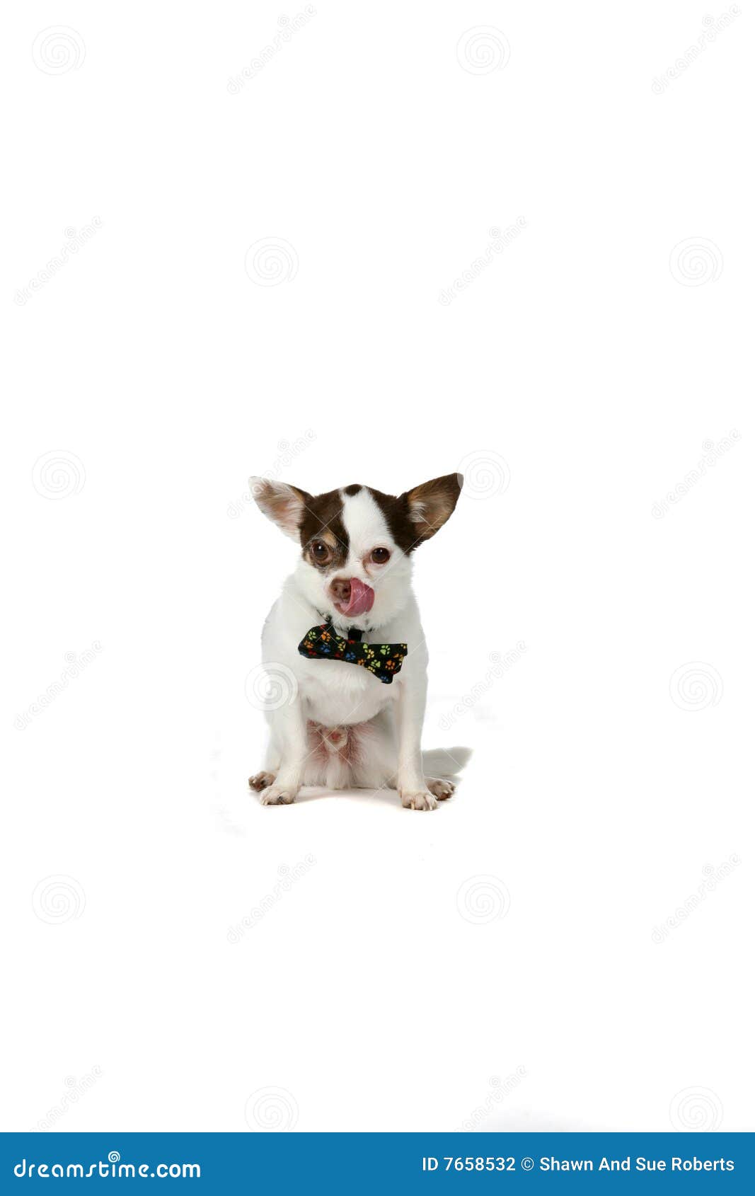 Netter Kleiner Weißer Hund Mit Den Großen Ohren Und Einem Querbinder