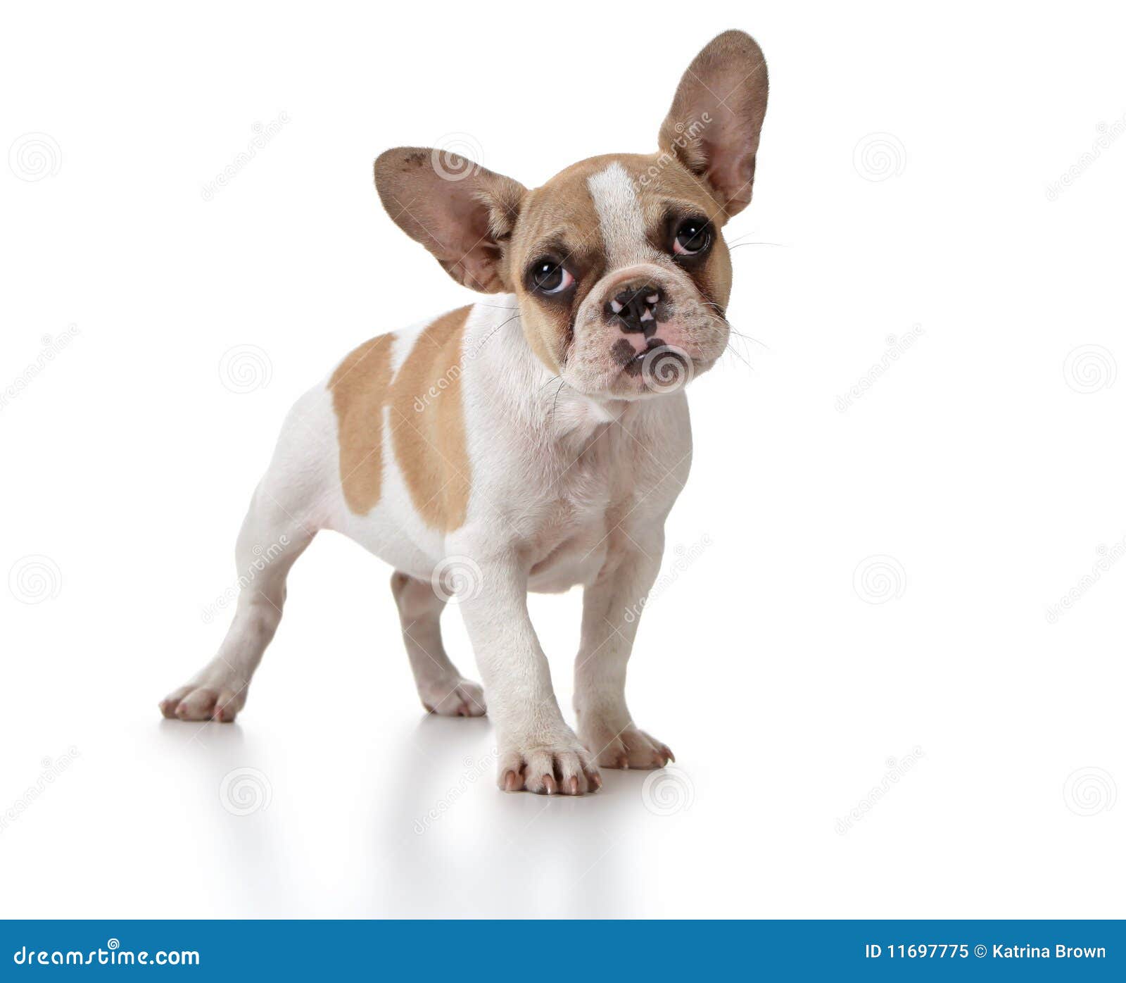 Netter WelpenHund Mit Dem Kopf Gekippt Stockbild Bild von tiere