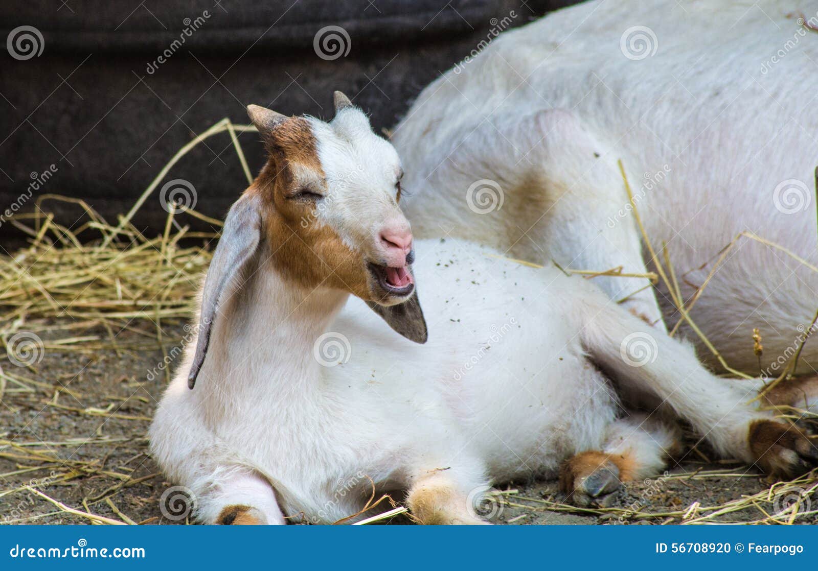 Nettes Baby Ziegen Lachen Stockfoto Bild Von Braun Bronx 5670