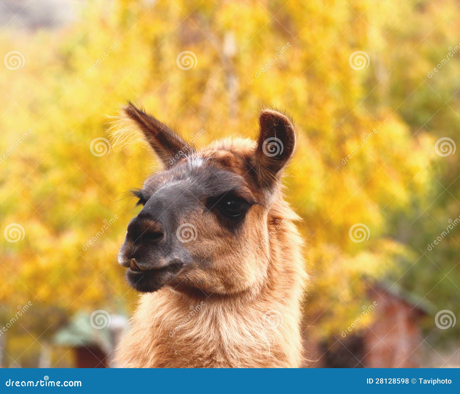 Nettes Gesicht des Lamas. Nettes Porträt des braunen Spratzenlamas über Herbstwaldhintergrund