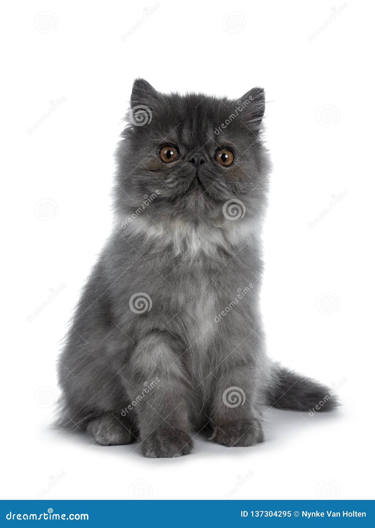 erwachsenen katzchen persisch
