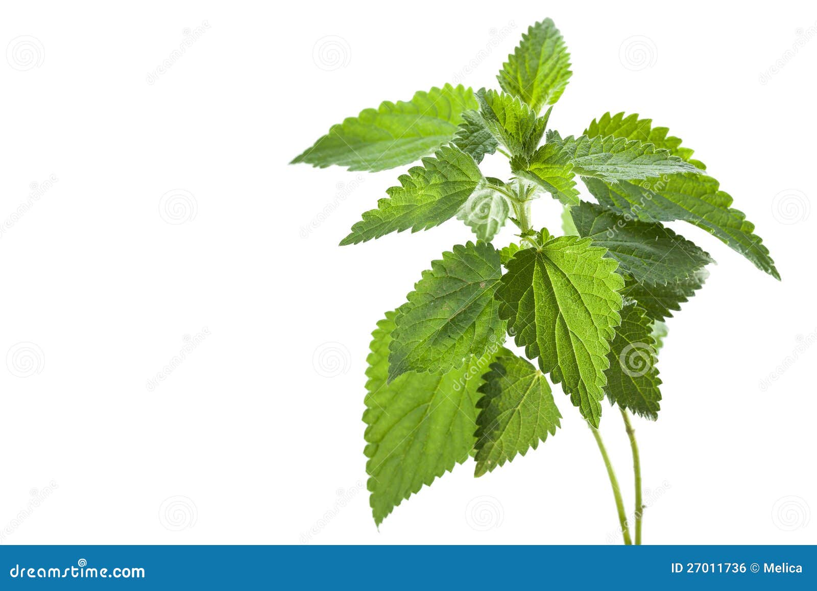 Nettle stock photo. Image of leaf, care, flora, botany 27011736
