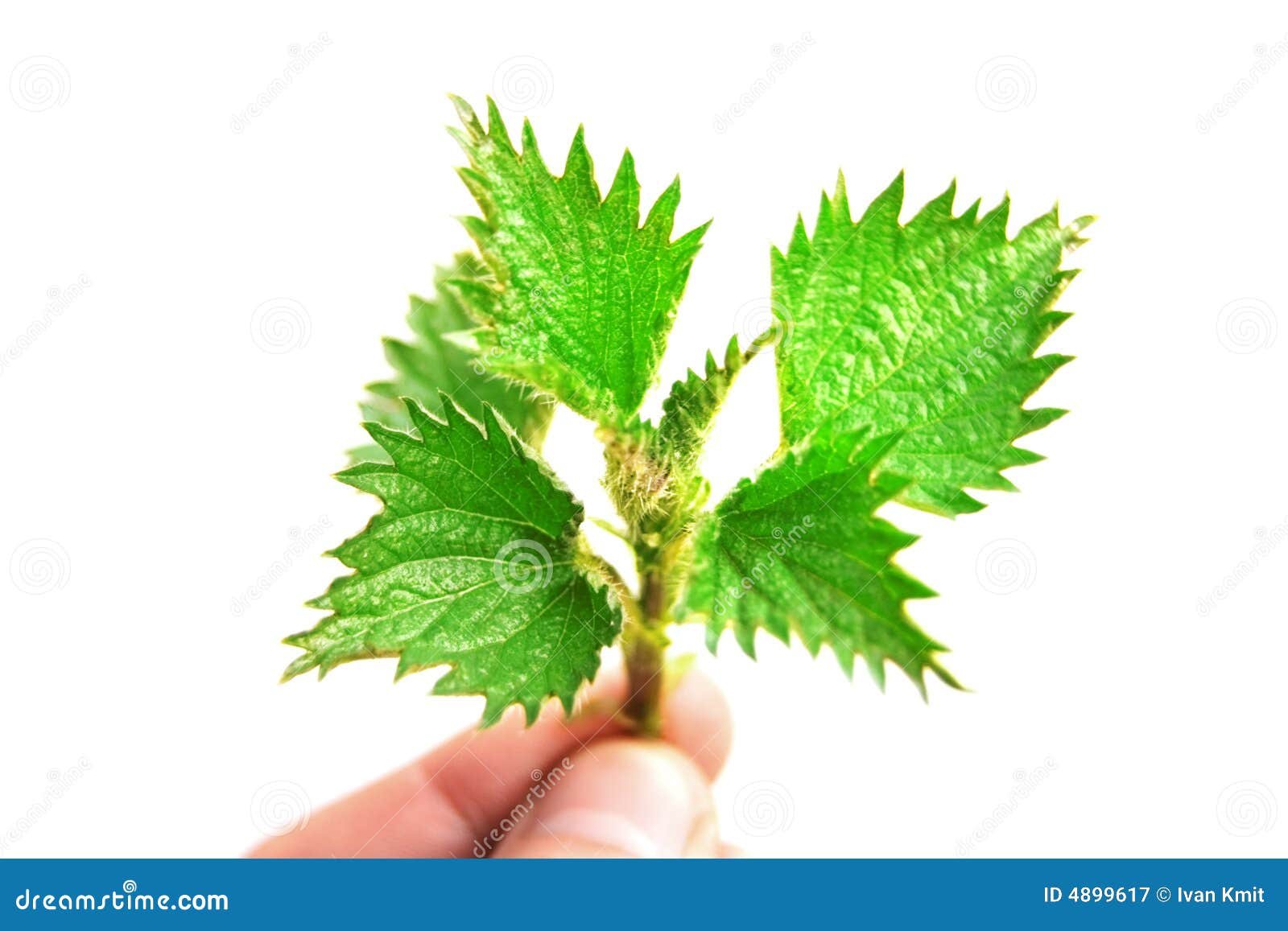 Nettle stock image. Image of small, care, isolated, medicine 4899617