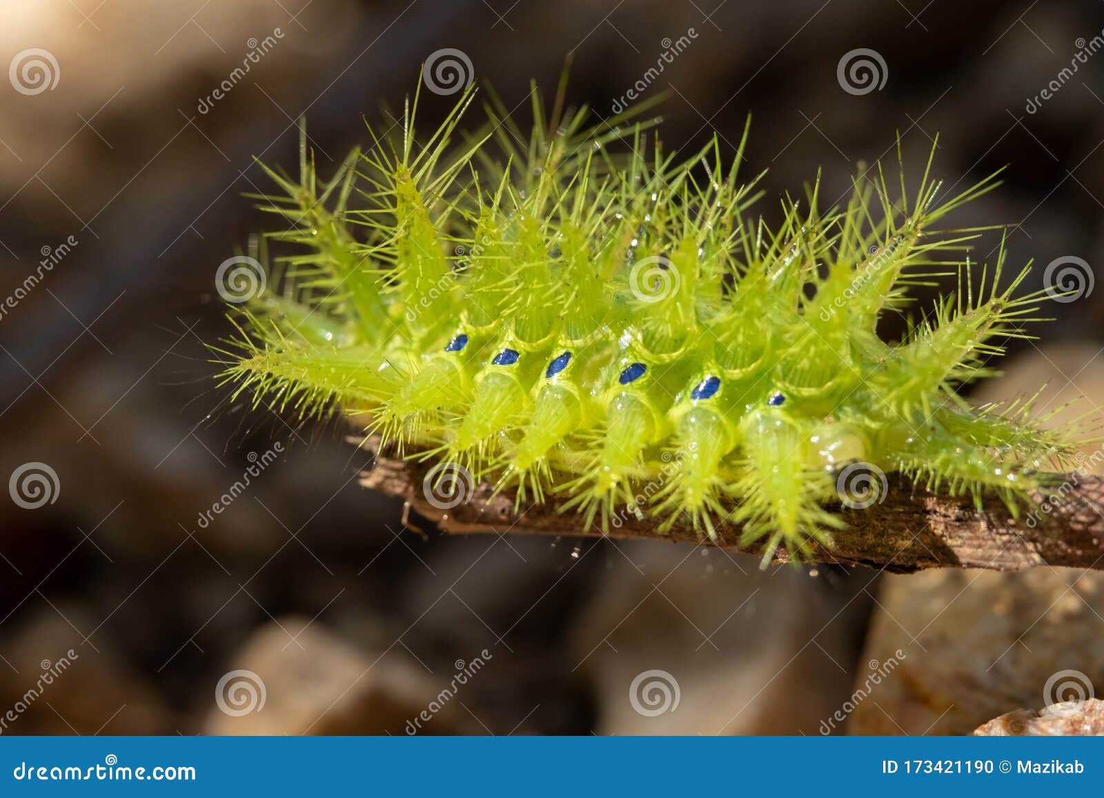 Nettle Caterpillar stock photo. Image of danger, green - 173421190