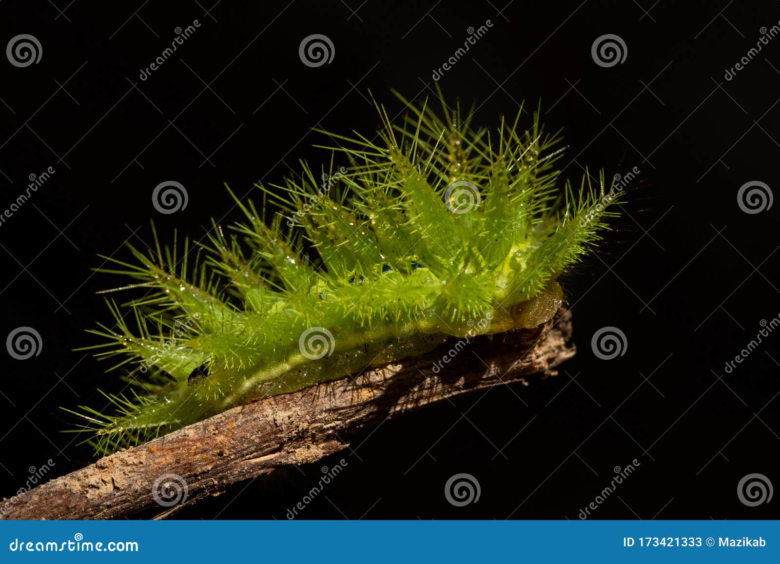 Nettle Caterpillar stock image. Image of green, butterfly - 173421333
