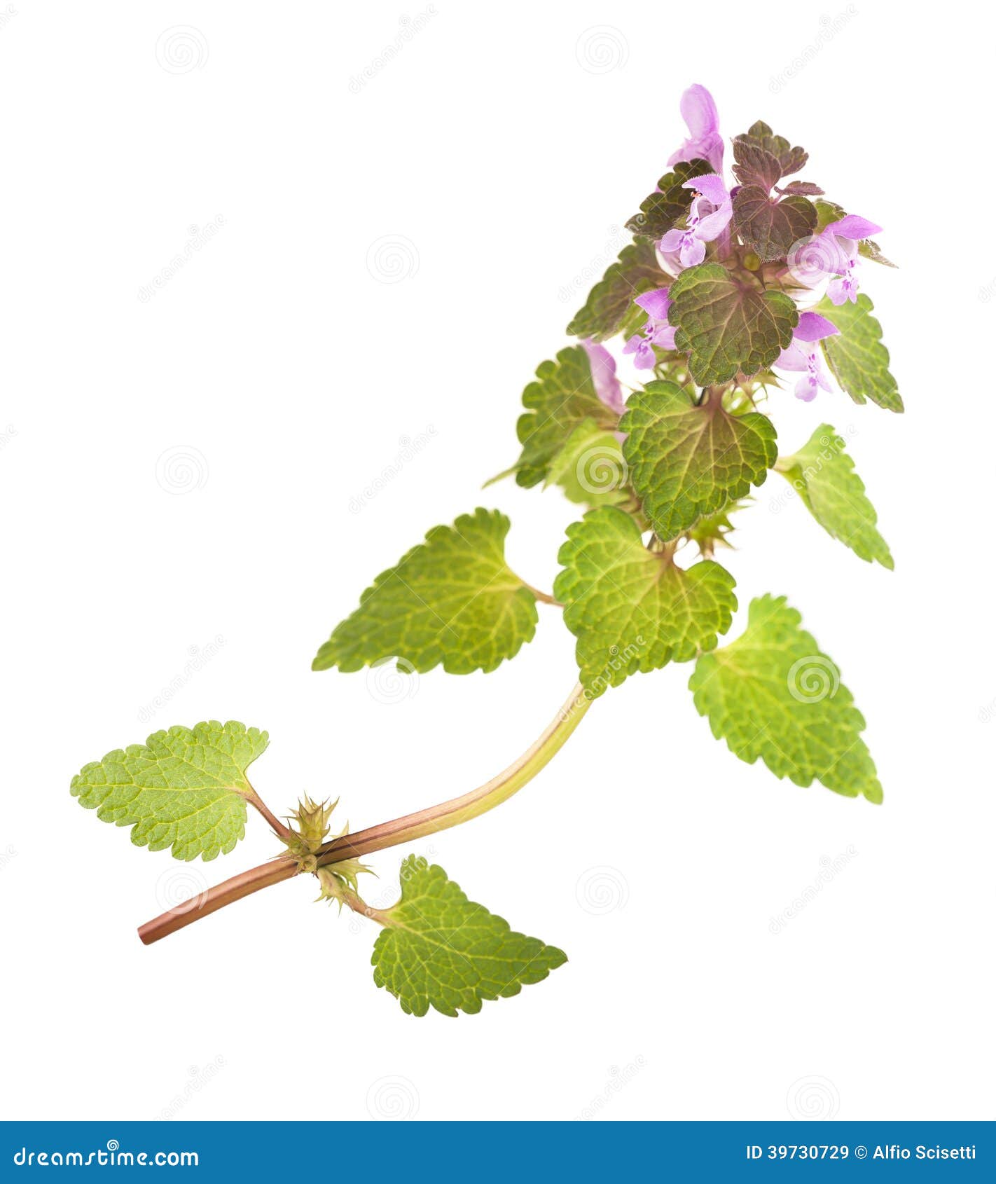 Nettle with flowers stock image. Image of green, fresh 39730729