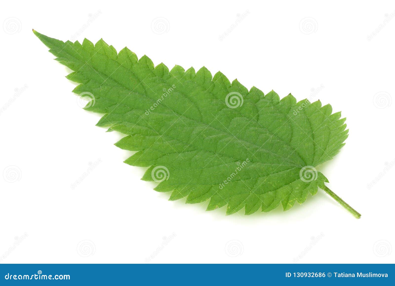 Nettle Leaf Isolated on White Background. Medical Herbs Stock Photo