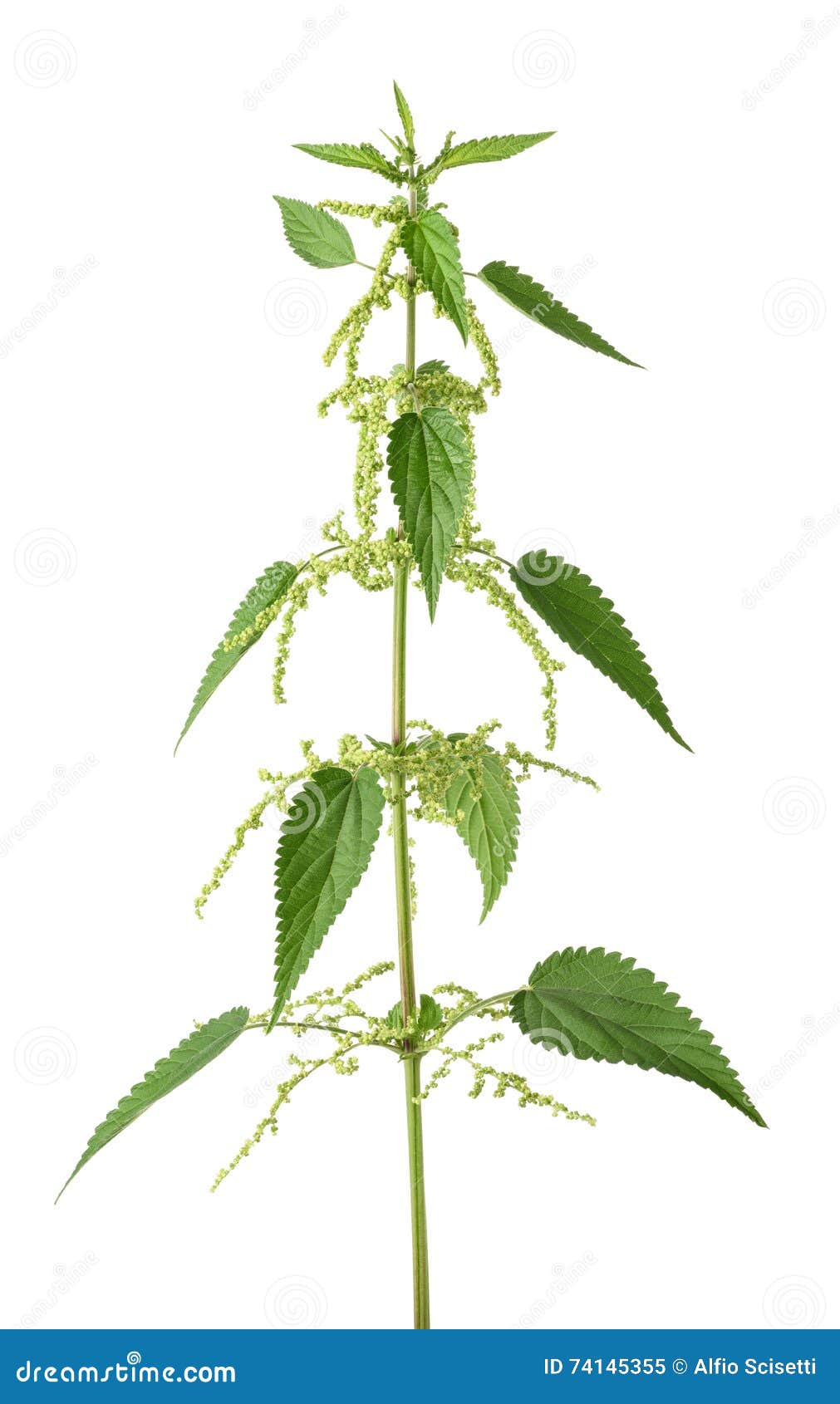 Nettle plant with flowers stock image. Image of background 74145355