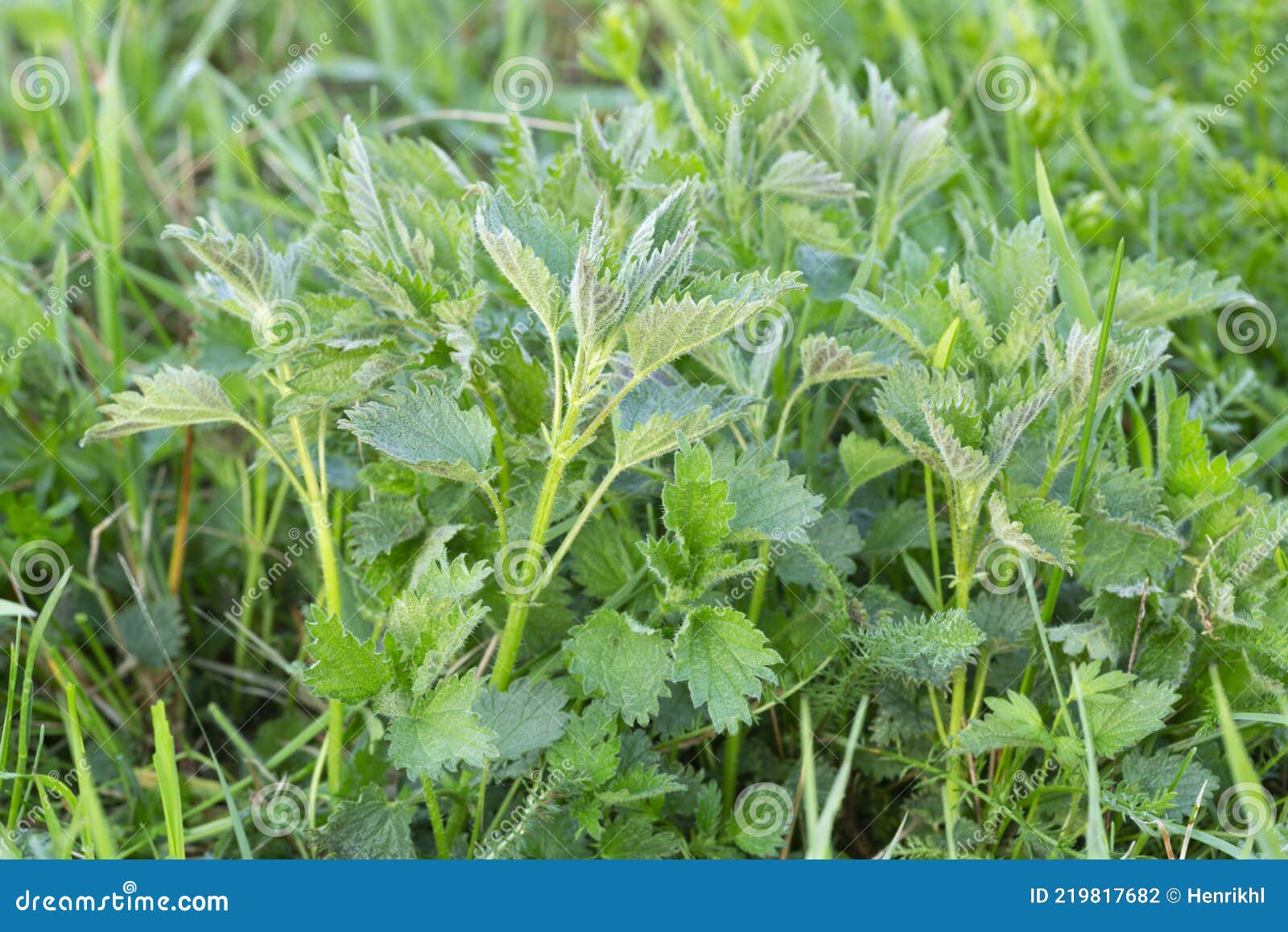 Nettle Plants Growing among Grass Stock Photo Image of fresh