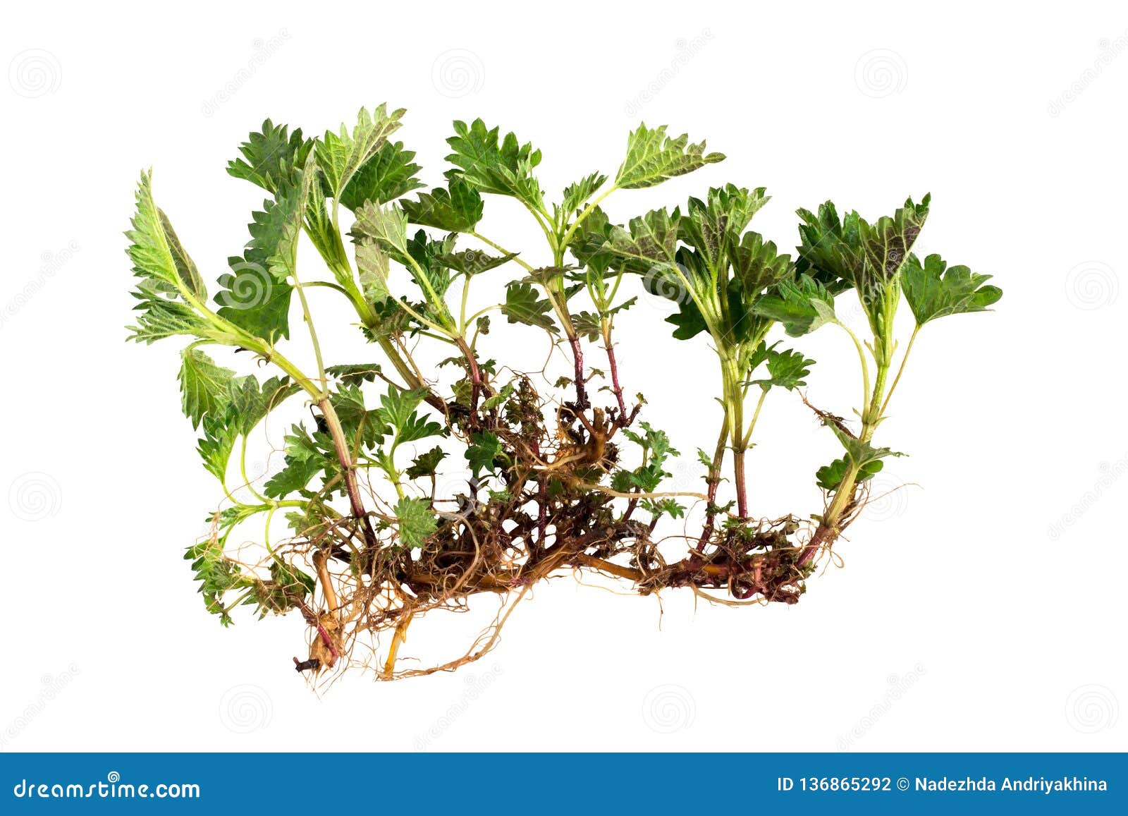 nettle with roots  on white