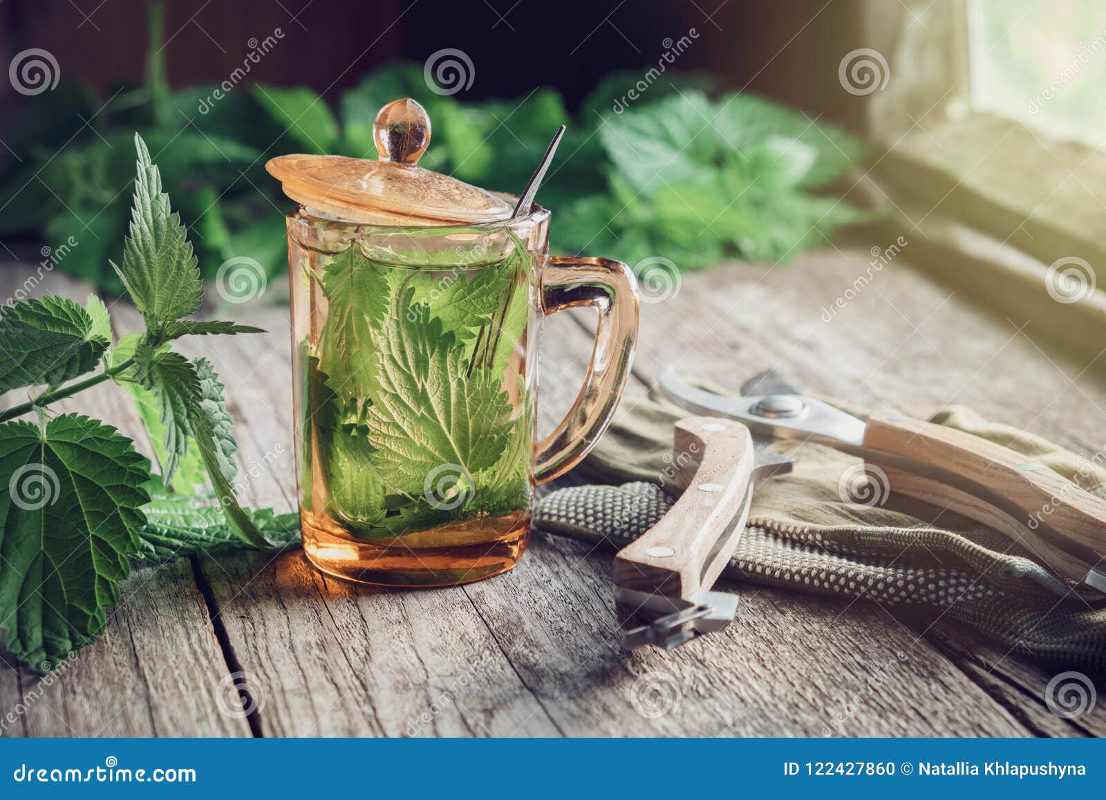 nettle tea or infusion, nettle plants and garden pruner on wooden table.