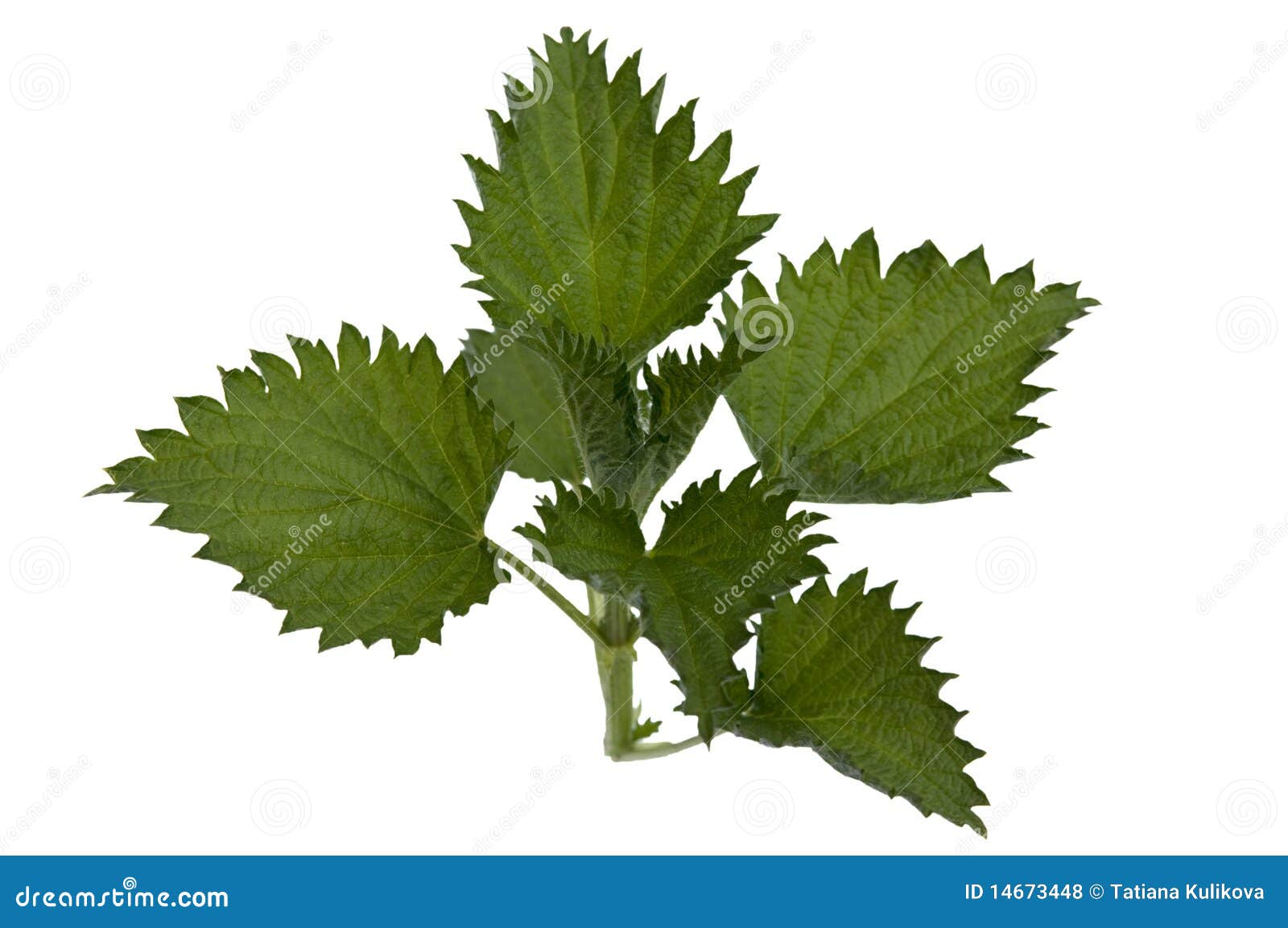 Nettle on white background stock photo. Image of freshness - 14673448