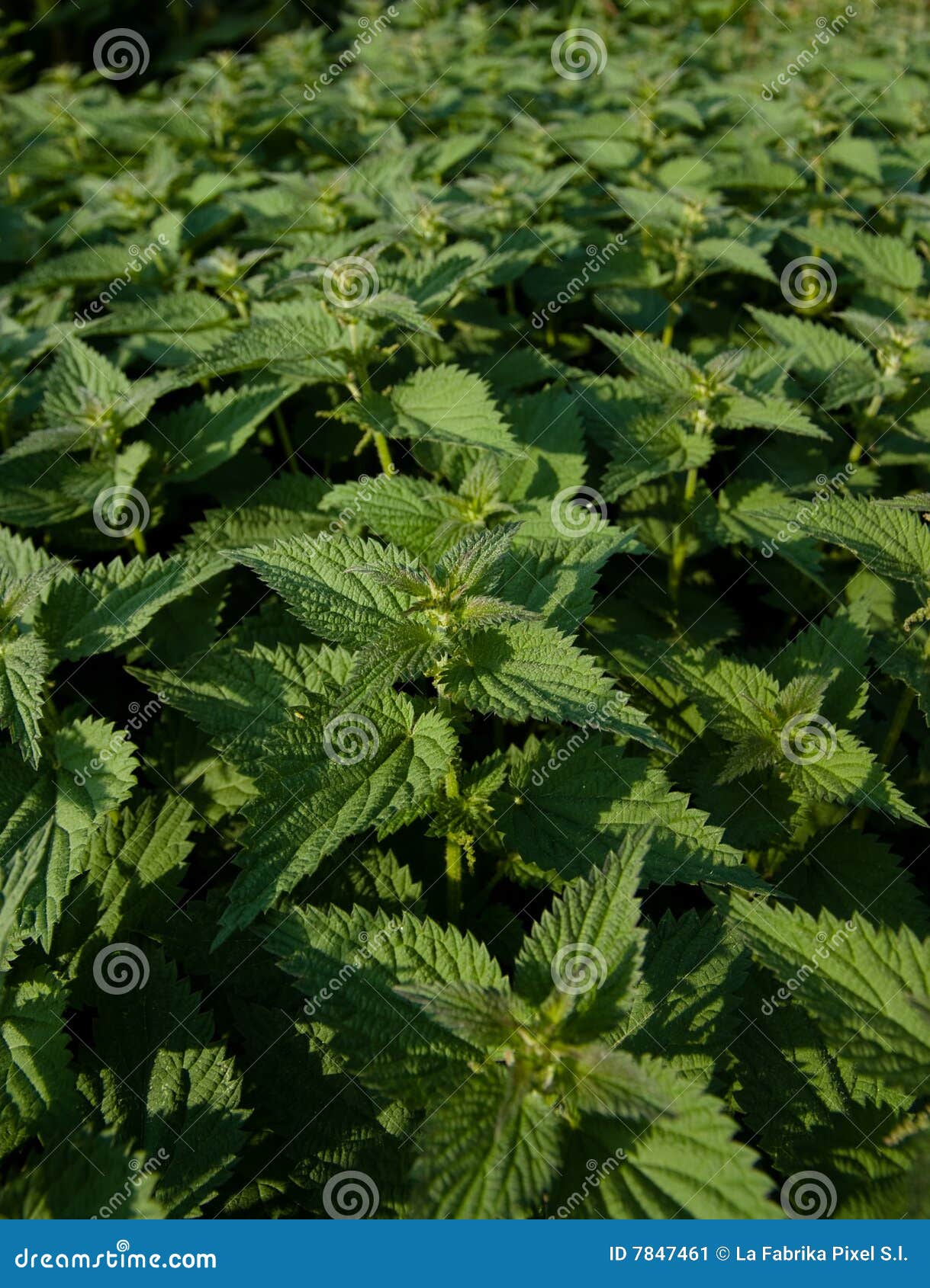 πλήρες nettle πεδίων τσίμπημα