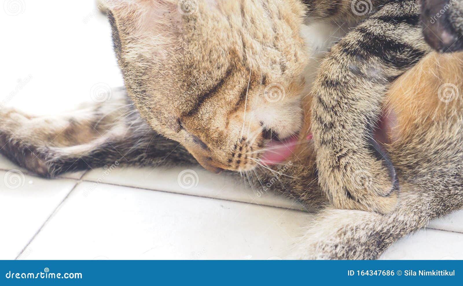 Chat Noir Langue 2 Photos Libres De Droits Et Gratuites De Dreamstime Chat Noir Langue 2 Photos Libres De Droits Et Gratuites De Dreamstime