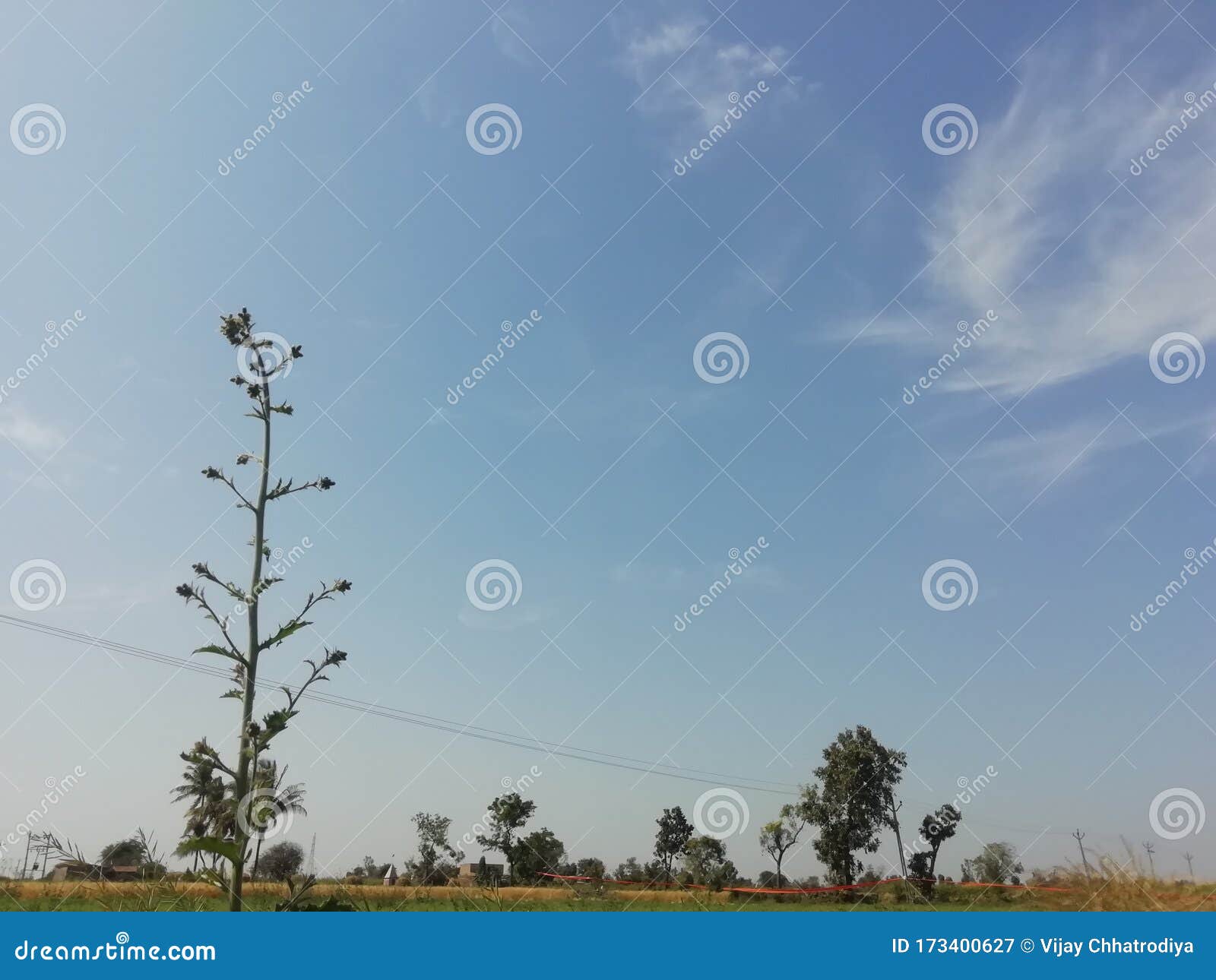 Good Tree For Climbing On Steep Slope. Tree With Natural Relaxing