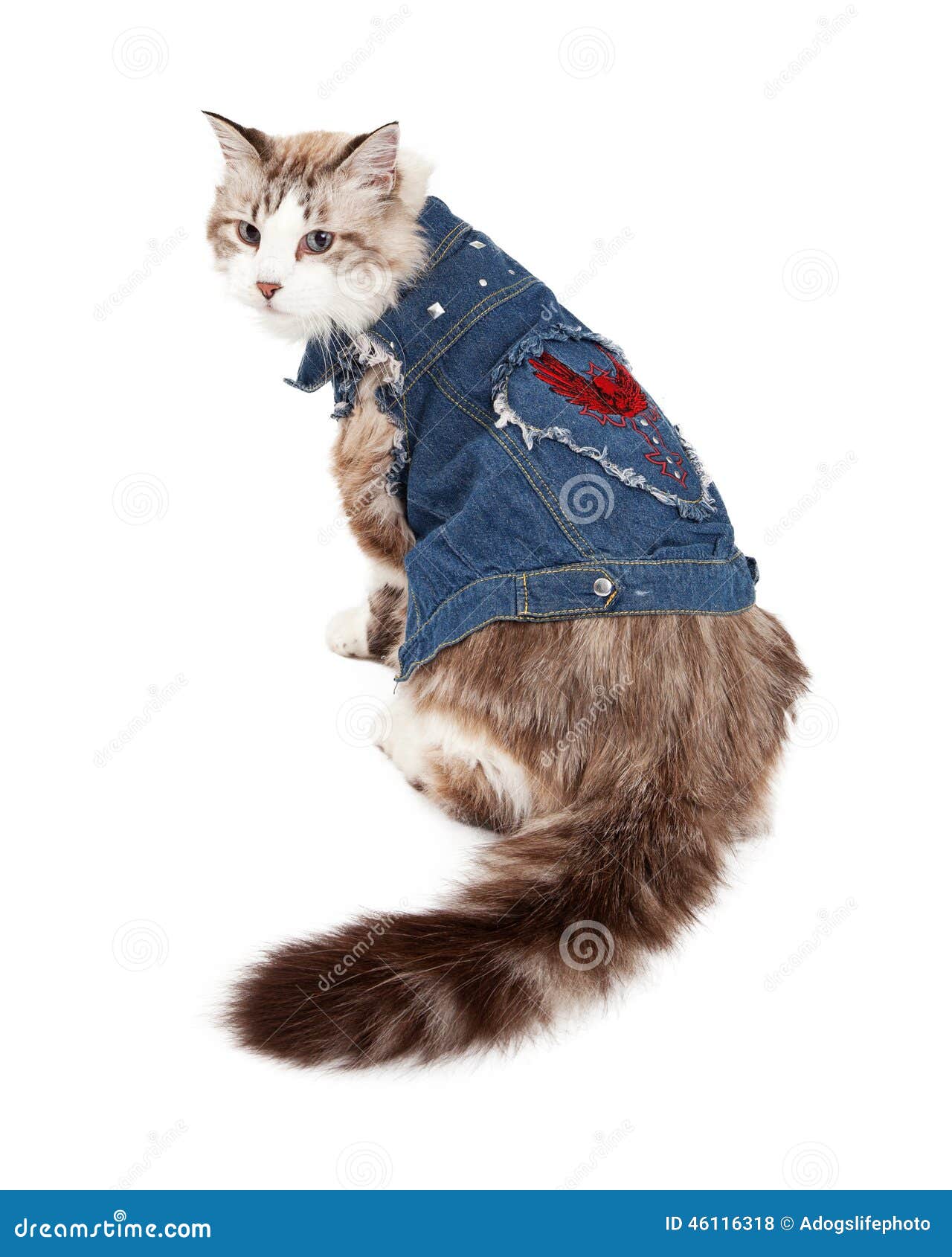 Neugieriger Ragdoll Cat Wearing Jean Jacket Stockfoto Bild von