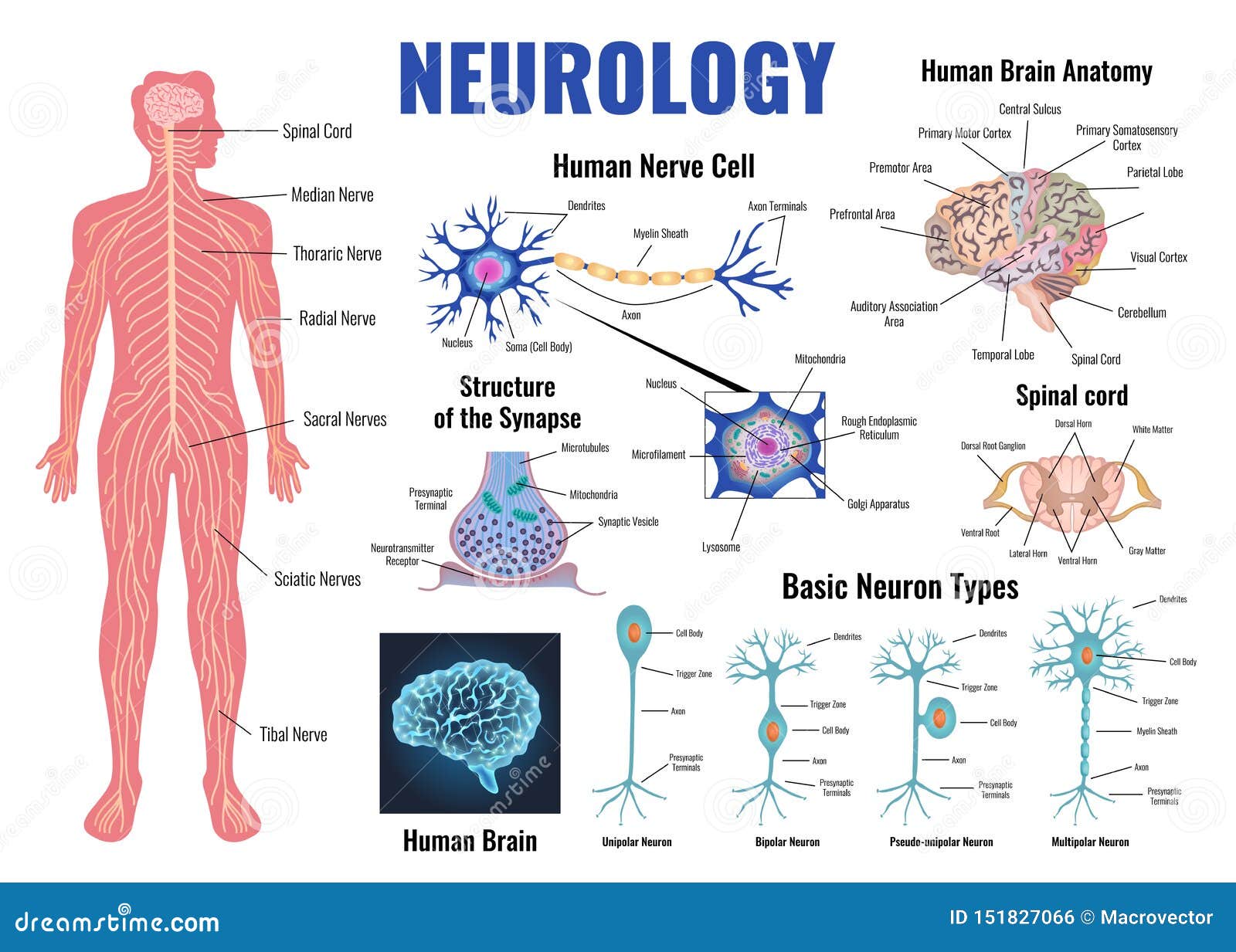 neurology and human brain set