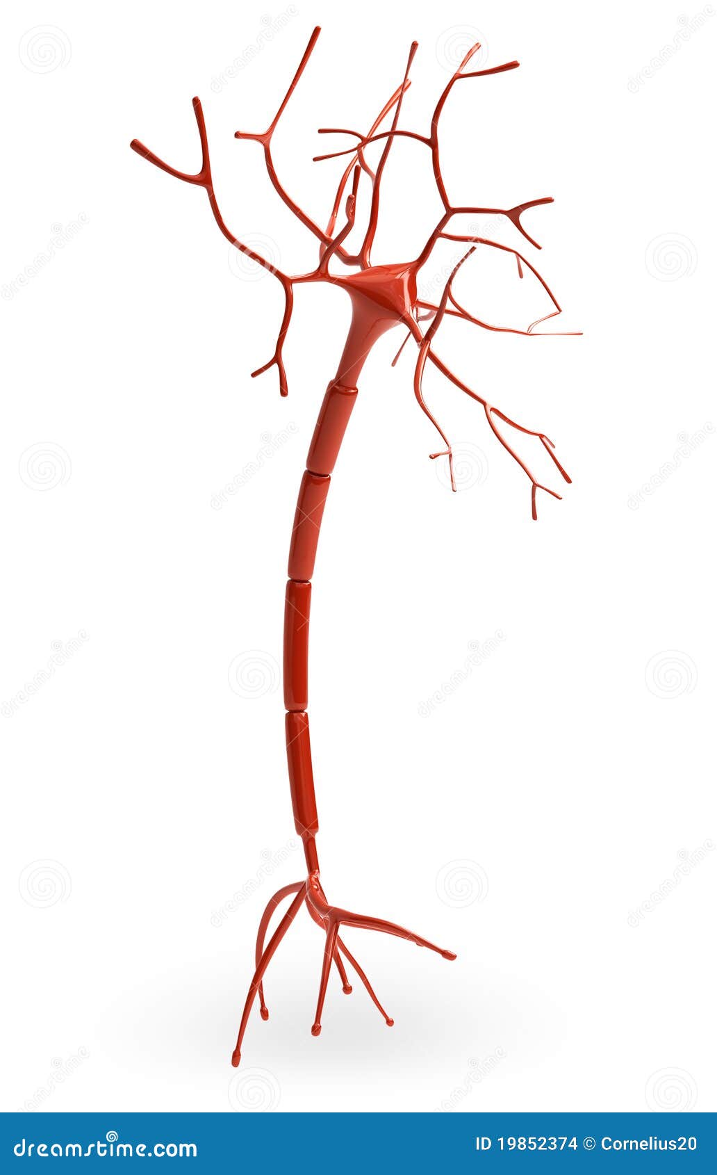 Neuron stock illustration. Image of blood, computer, blue - 19852374