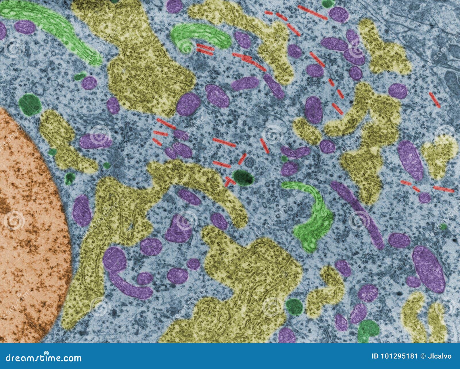 neuron. cell organelles. false colour tem