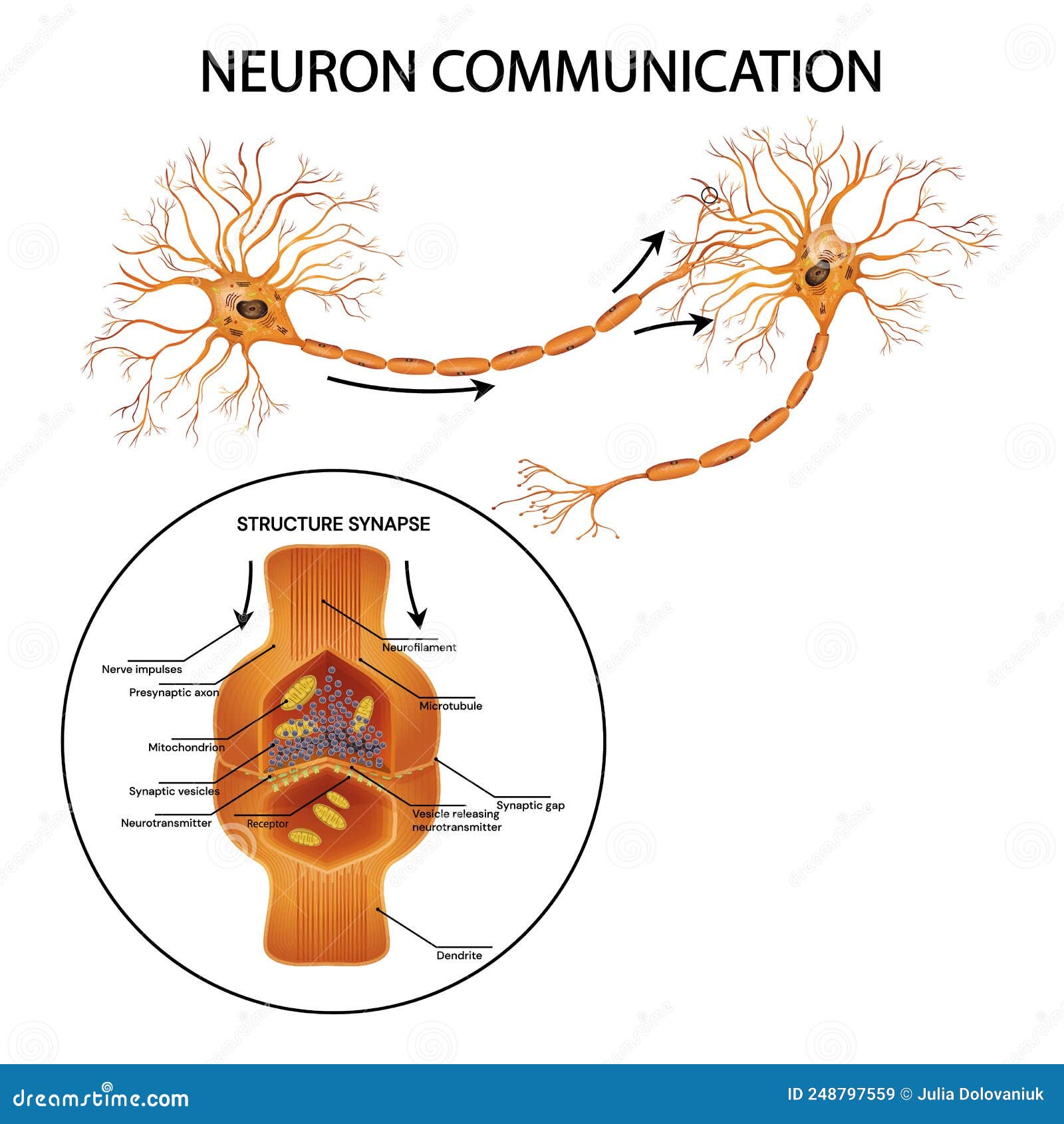 Neuron Communication Transmission Of The Nerve Signal Between Two