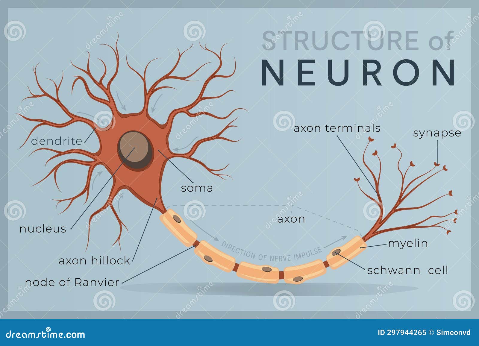 neuron. structure and anatomy of a nerve cell. the basic unit of communication in the nervous system.  