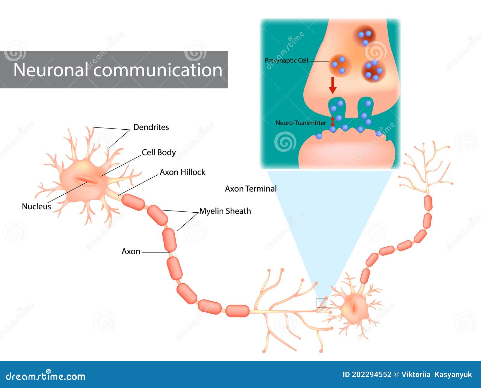 neuron dendrite interior neuron dendrite interior