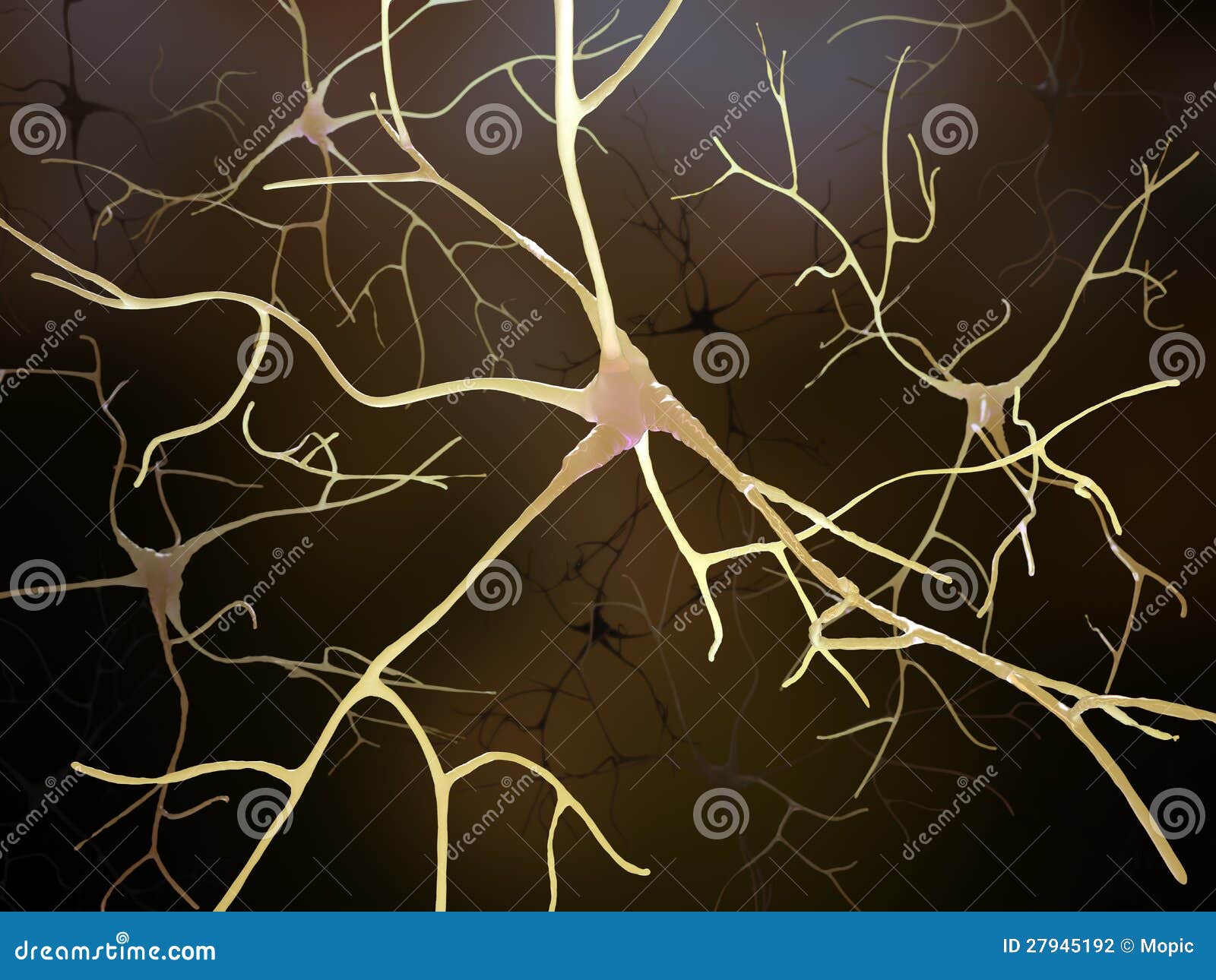 Neuronal Connections Inside The Human Brain Stock ...