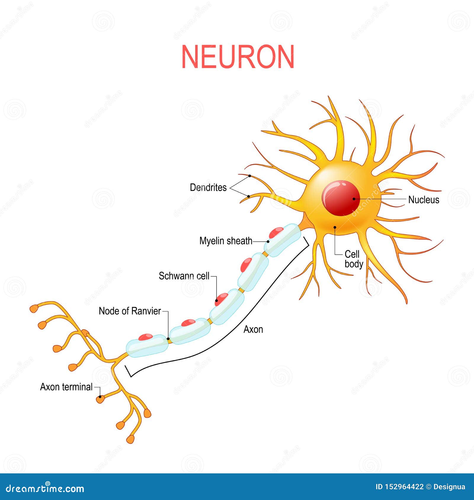 Neuronanatomie Struktur  Einer Nervenzelle Vektor Abbildung 