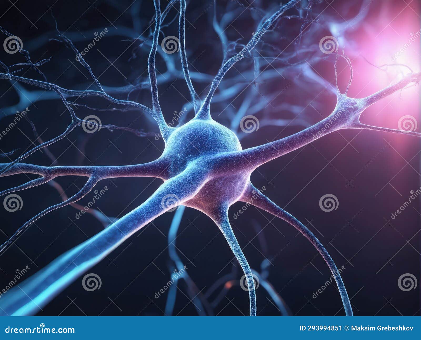 Neurons Communicate with Each Other Using Electrochemical Signals