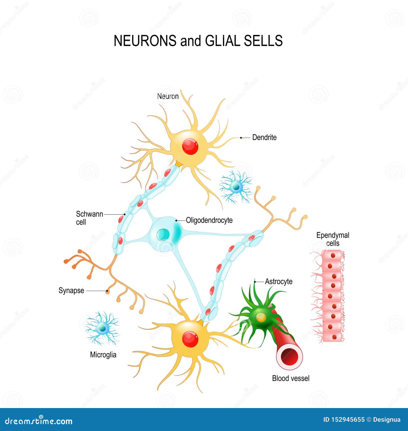 The Structure Of Microglia. Neuron. Nerve Cell. Infographics. Vector