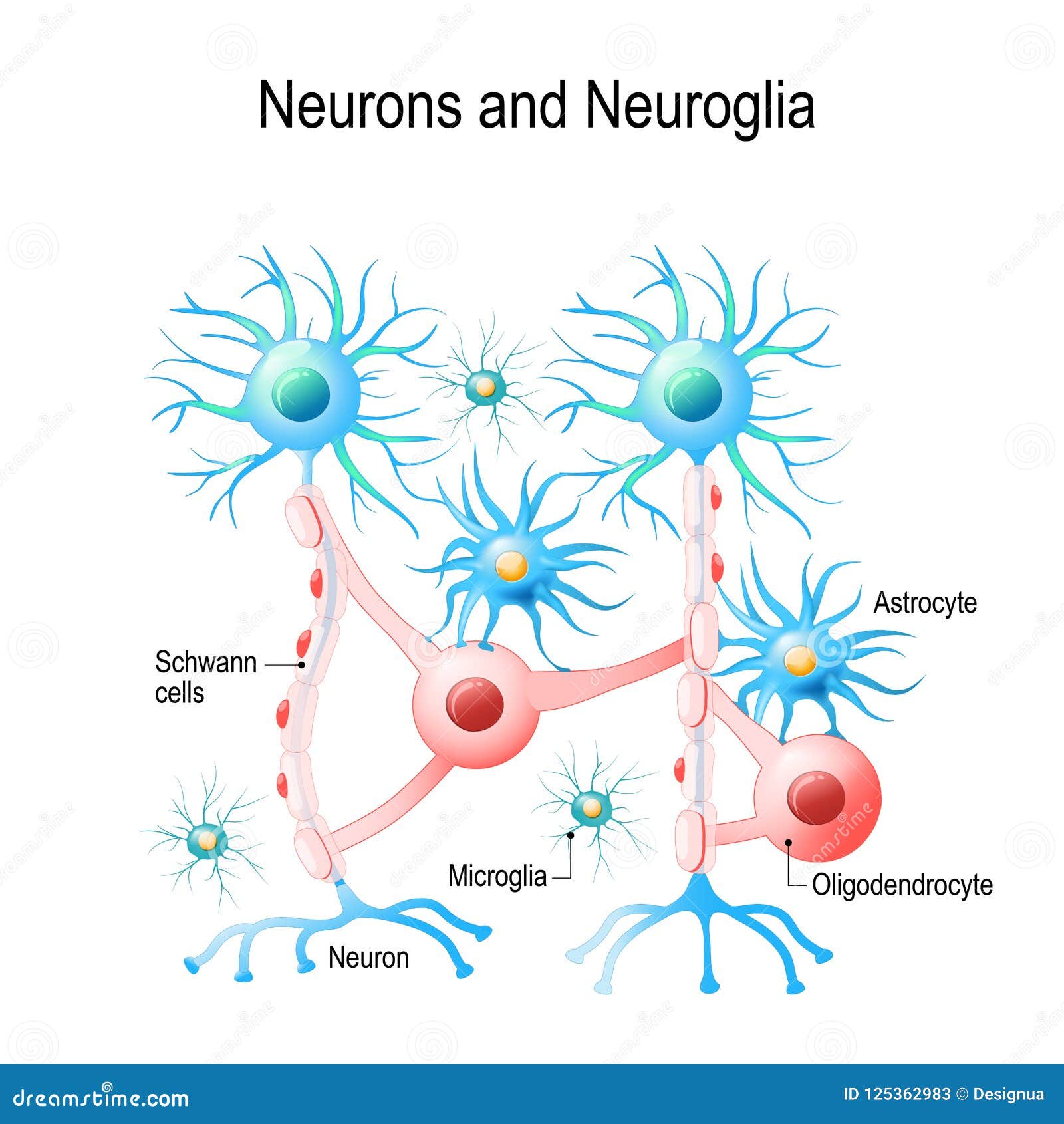 Neurons And Neuroglial Cells Stock Vector Illustration Of Glia Human 125362983