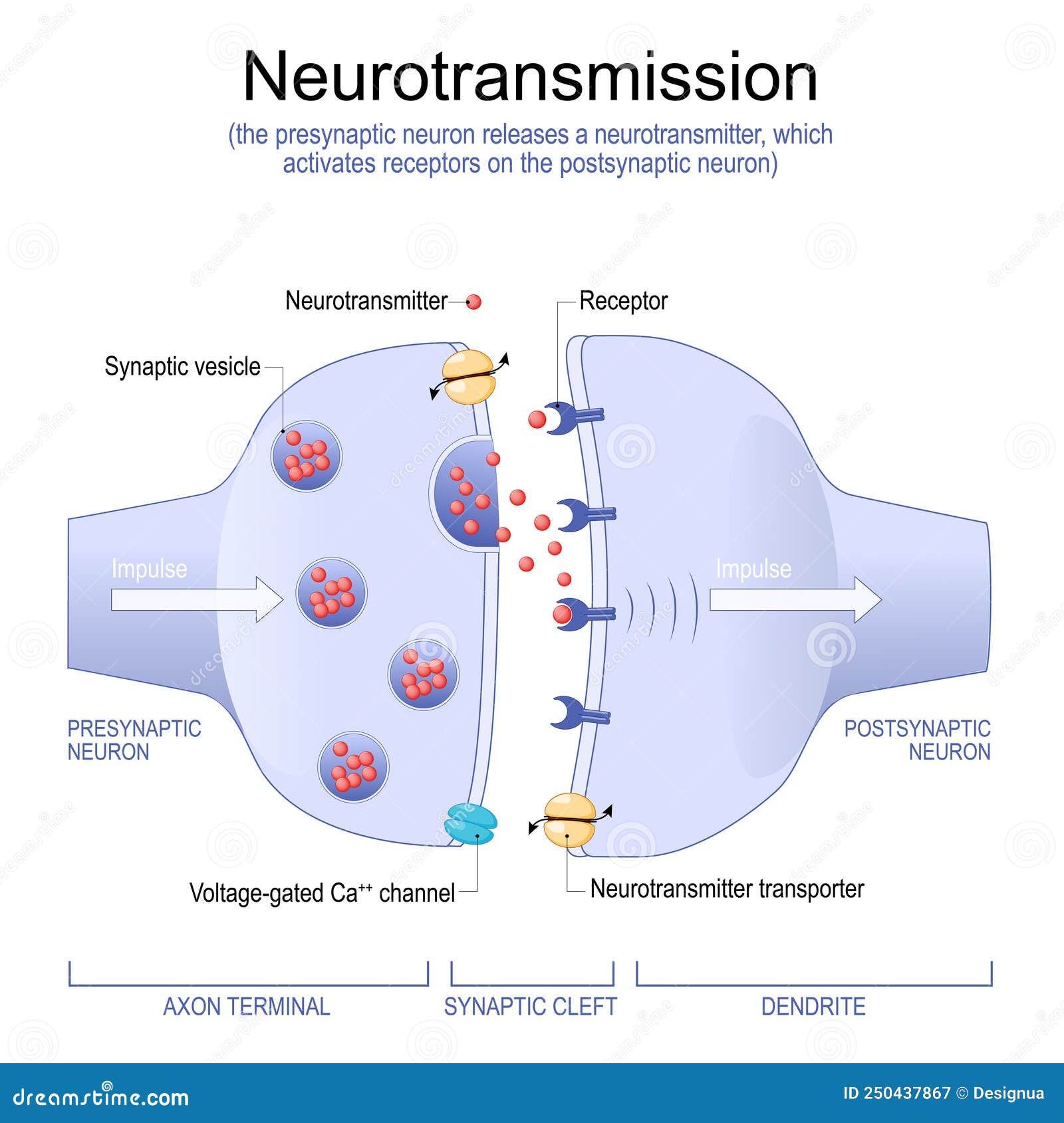 synapse structure. neurotransmitter, synaptic vesicles and synaptic cleft
