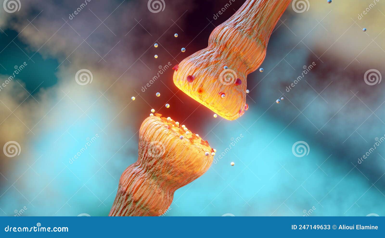 neurotransmitter release mechanisms. neurotransmitters are packaged into synaptic vesicles transmit signals from a neuron