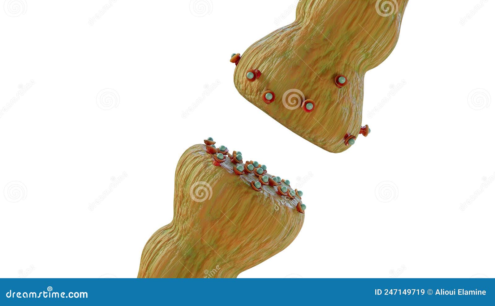 Neurotransmittersandtheirfunctions neurotransmittersandtheirfunctions