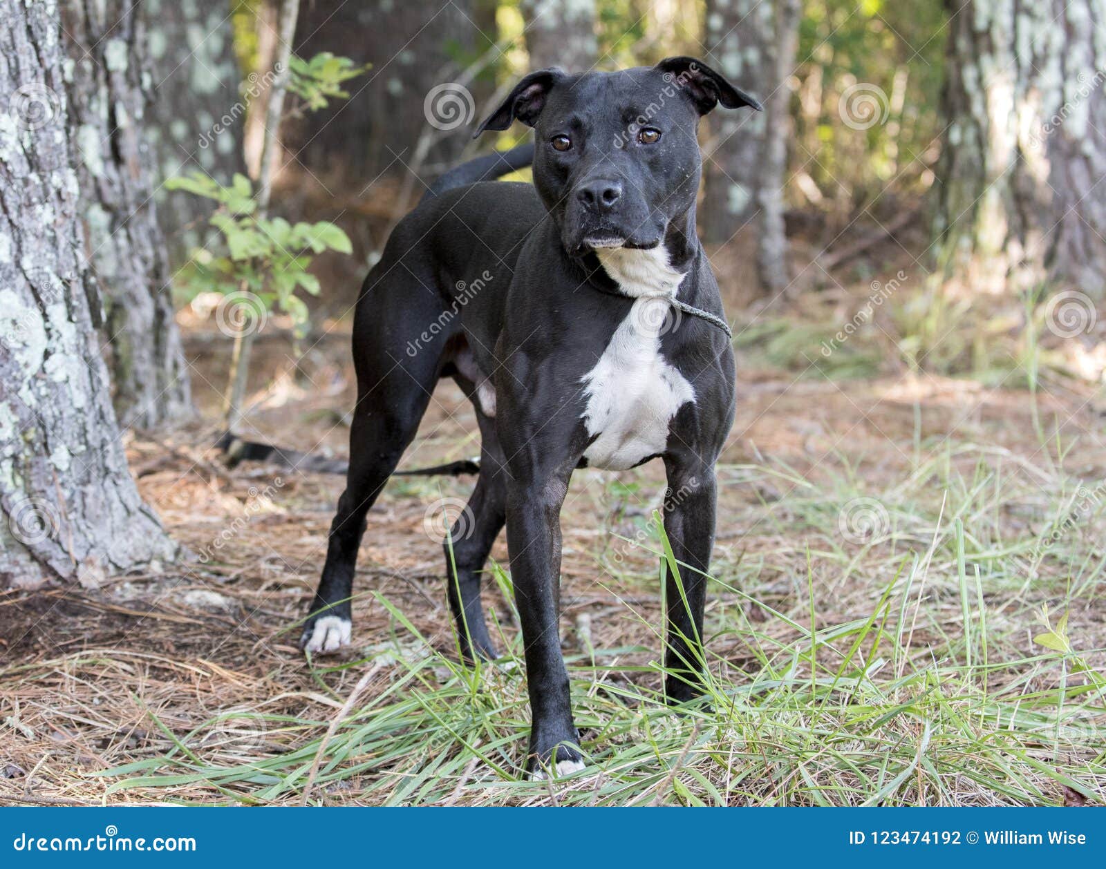 Black Pitbull Terrier Mixed Breed Dog Adoption Photo Stock Photo