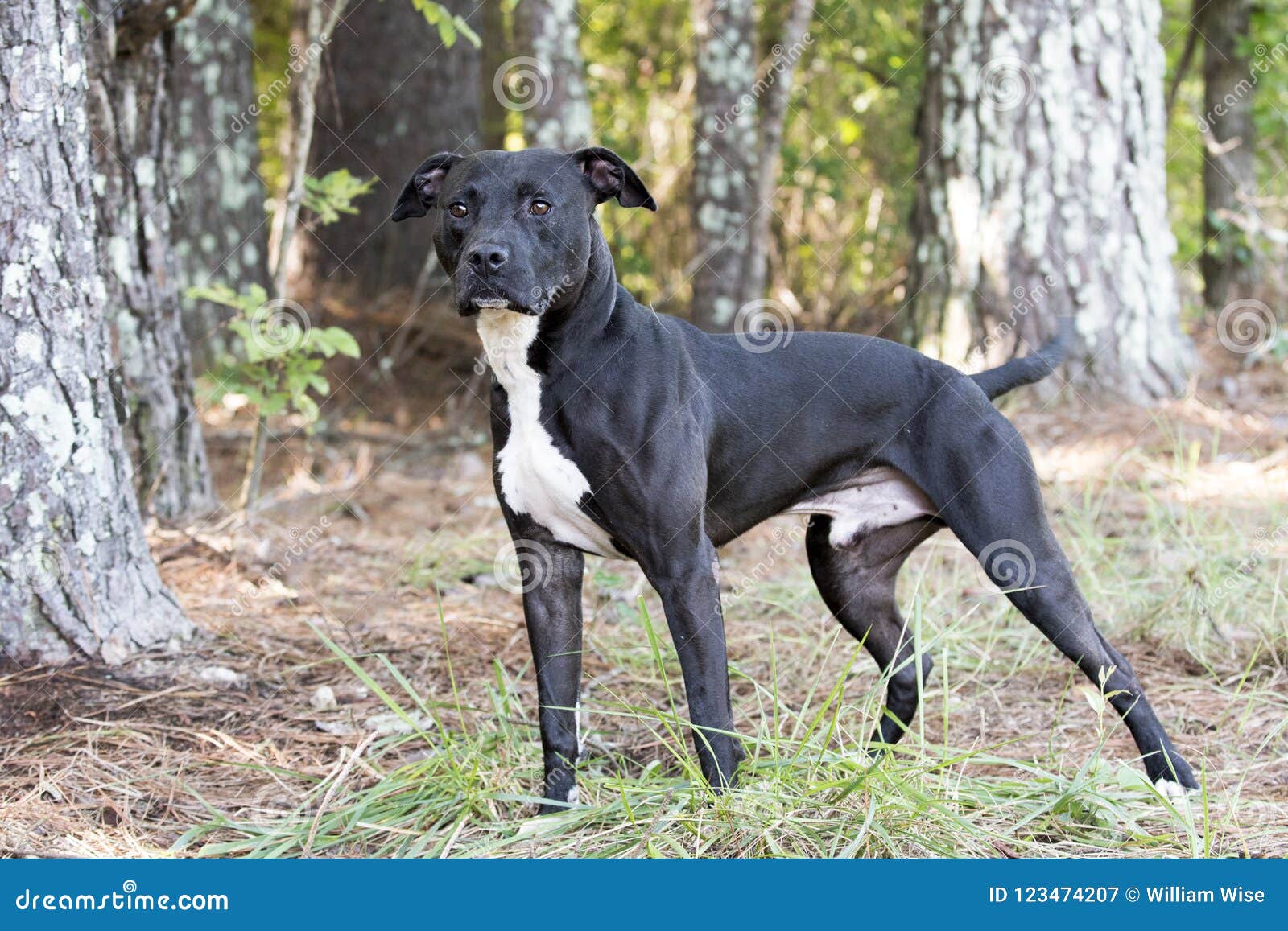 picture Black And White American Pitbull Terrier Lab Mix https www dreamstime com neutered male black white american pit bull terrier mixed breed dog outdoors leash wagging tail pet adoption photograph image123474207