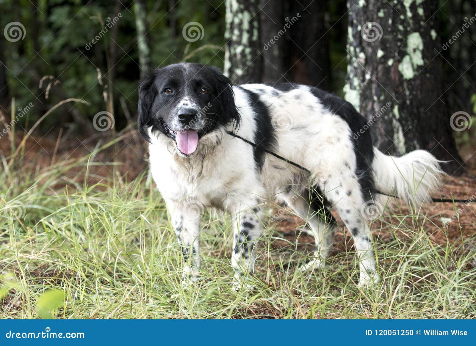 Setter Spaniel Mixed Breed Dog Outdoors On Leash Panting Tongue Stock Photo Image Of Companion Control 120051250